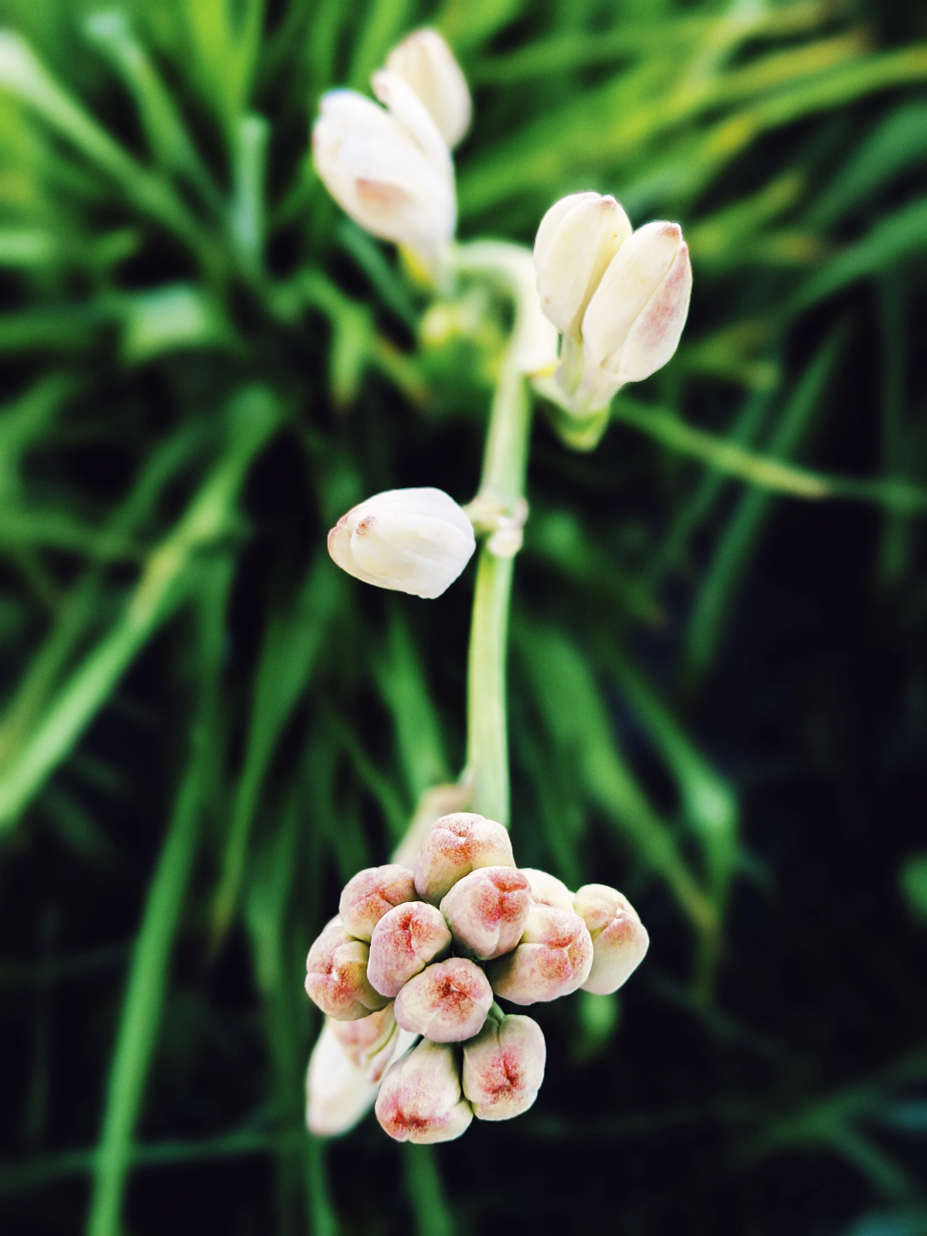 Tuberose Enfleurage. - Image 16