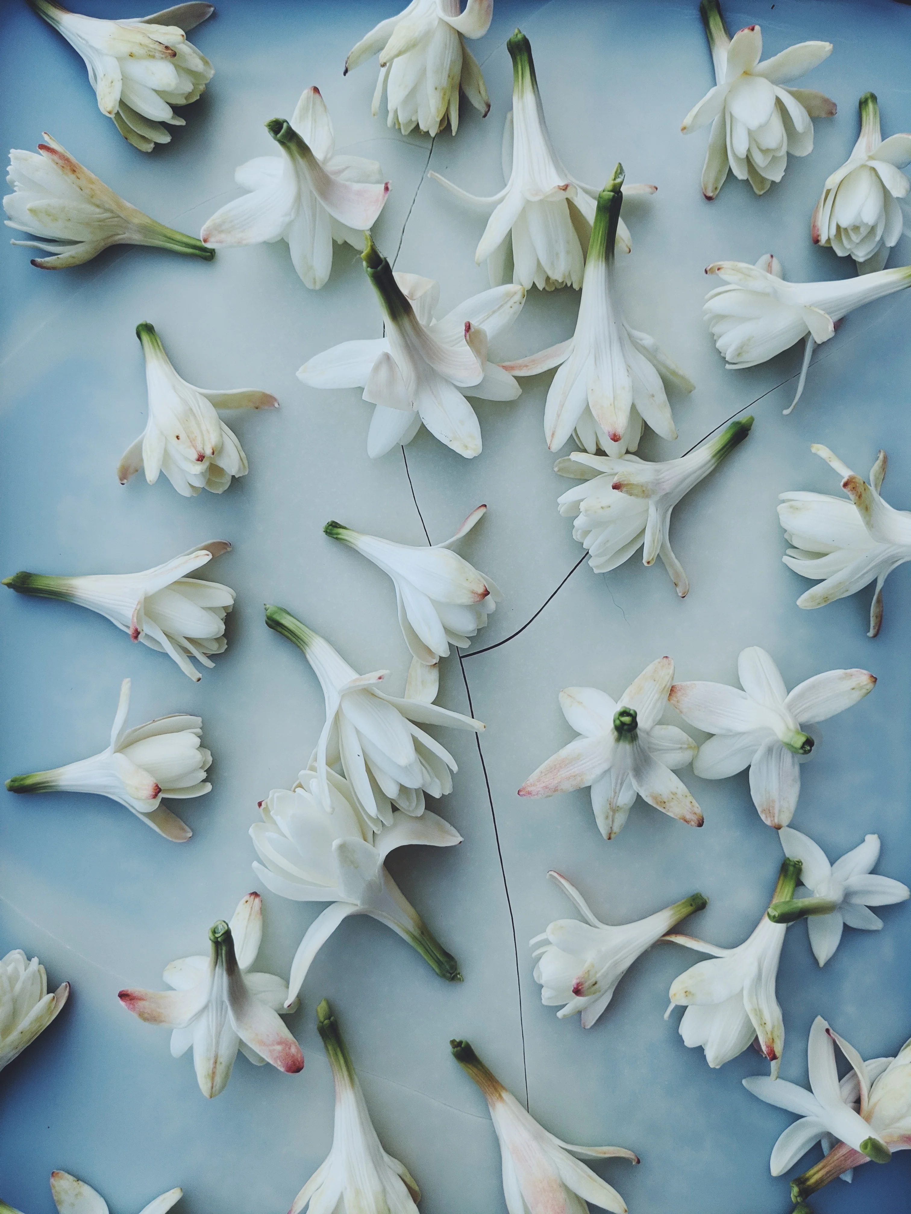 Tuberose Enfleurage. - Image 18