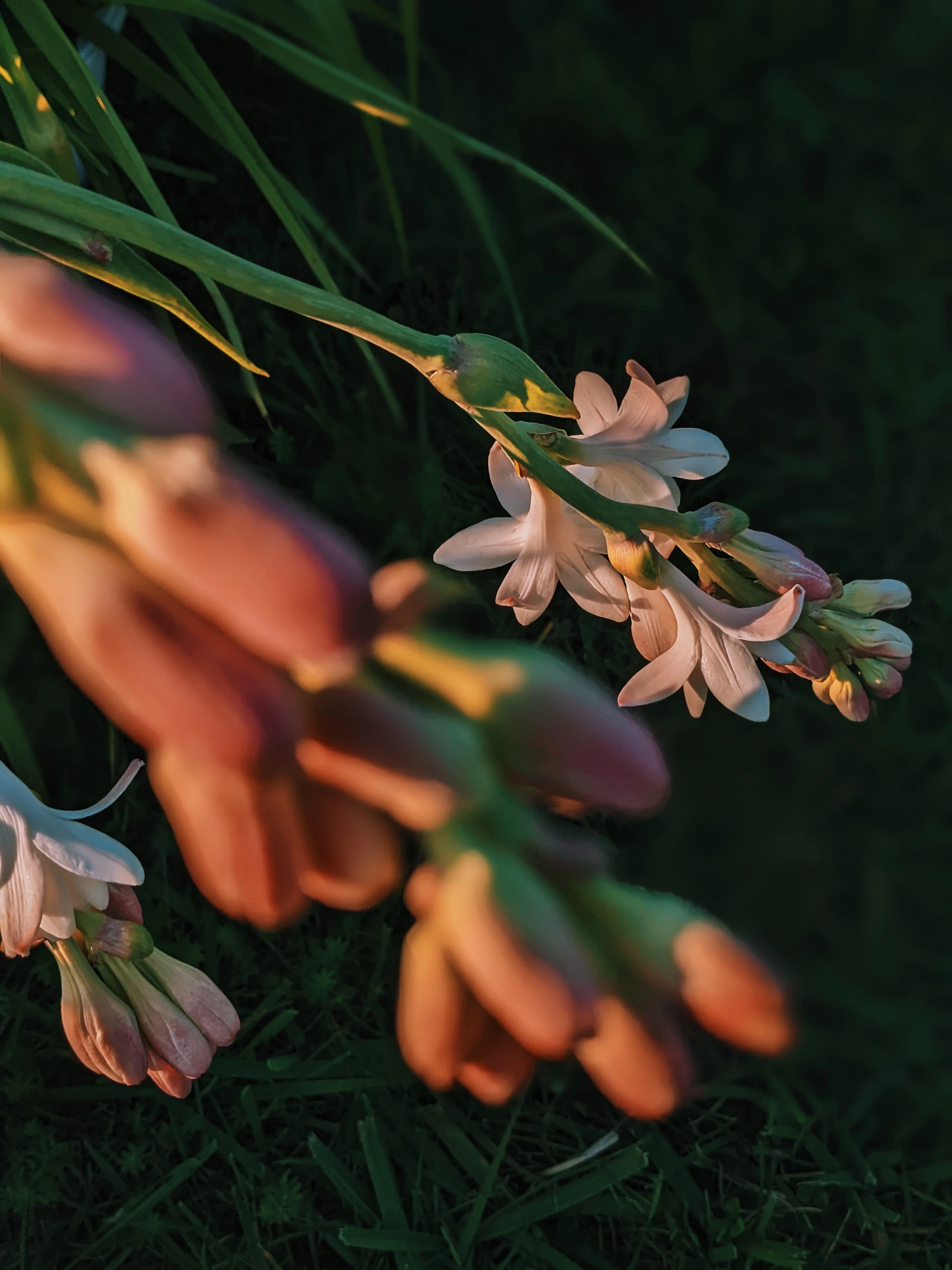 Tuberose Enfleurage. - Image 19