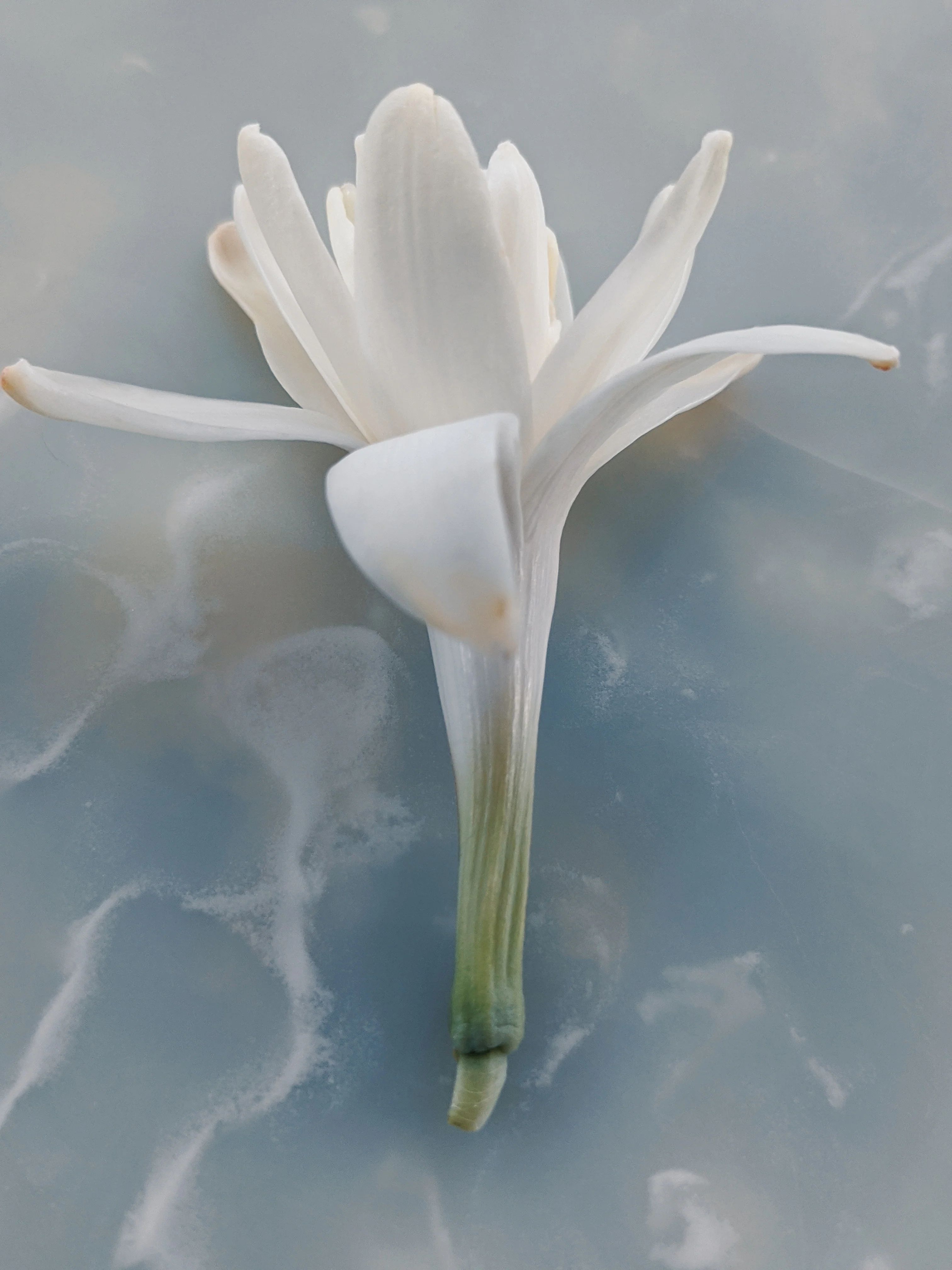 Tuberose Enfleurage. - Image 20