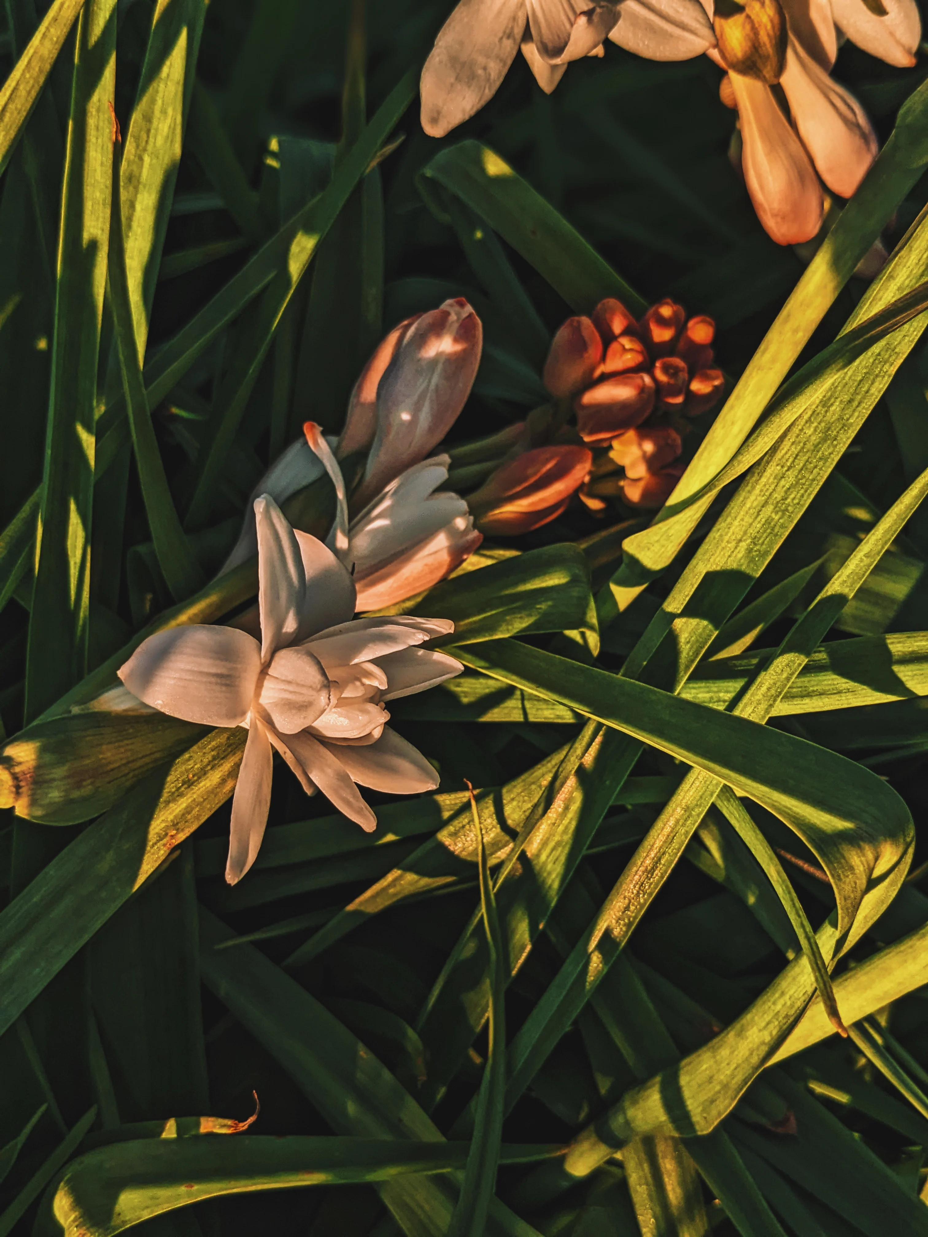 Tuberose Enfleurage. - Image 21