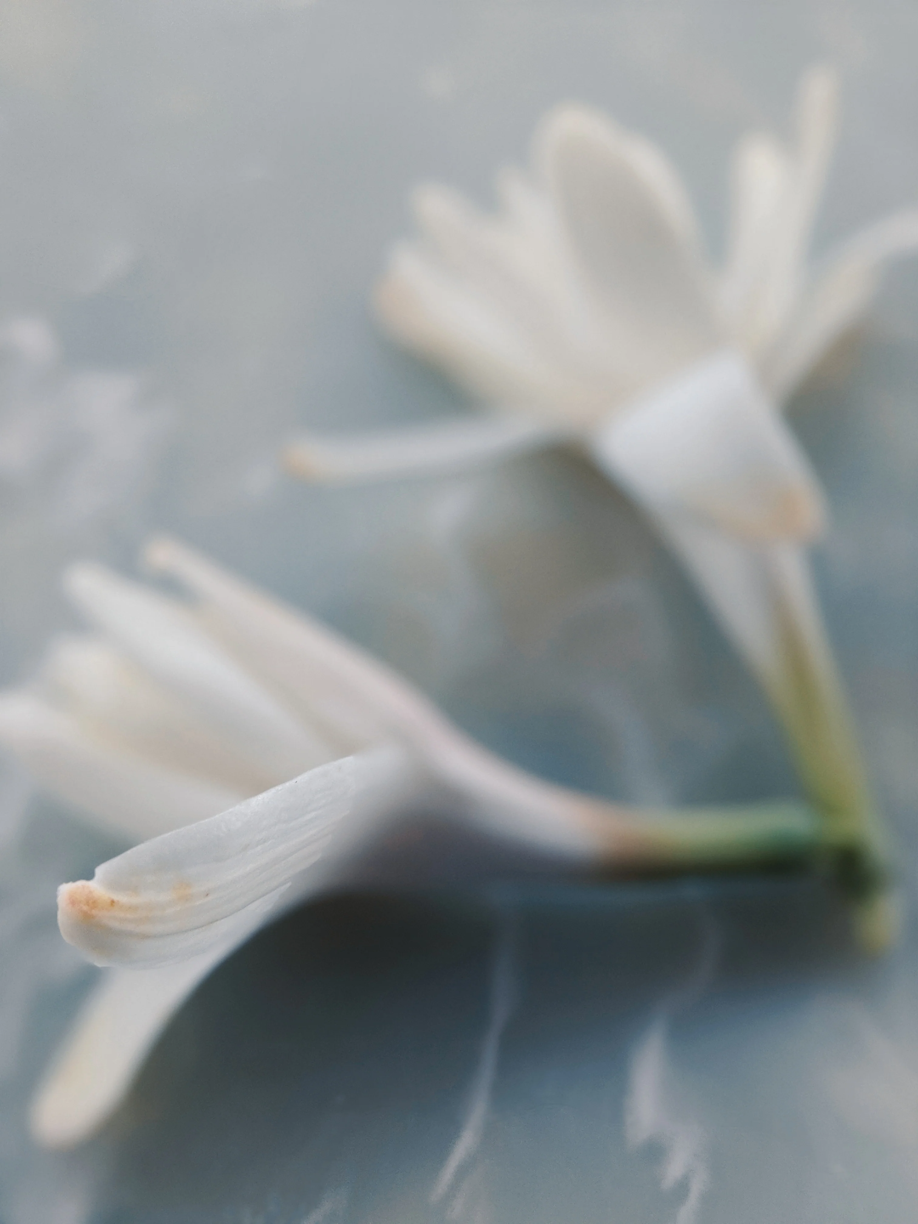 Tuberose Enfleurage. - Image 22