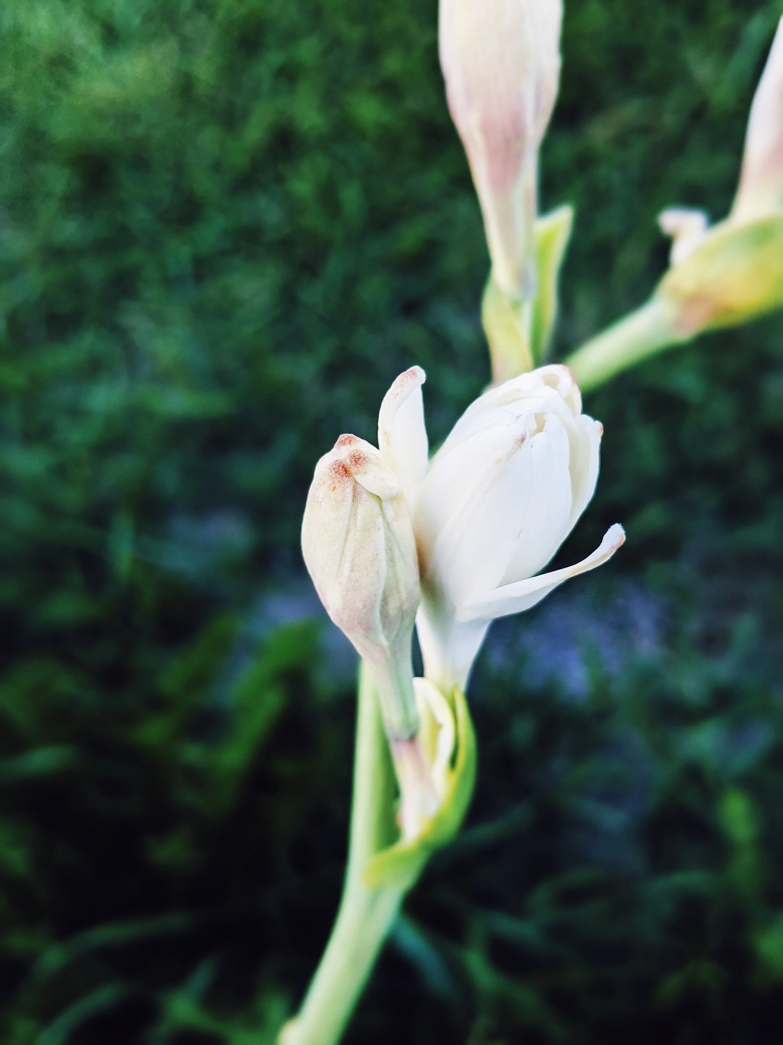 Tuberose Enfleurage. - Image 23