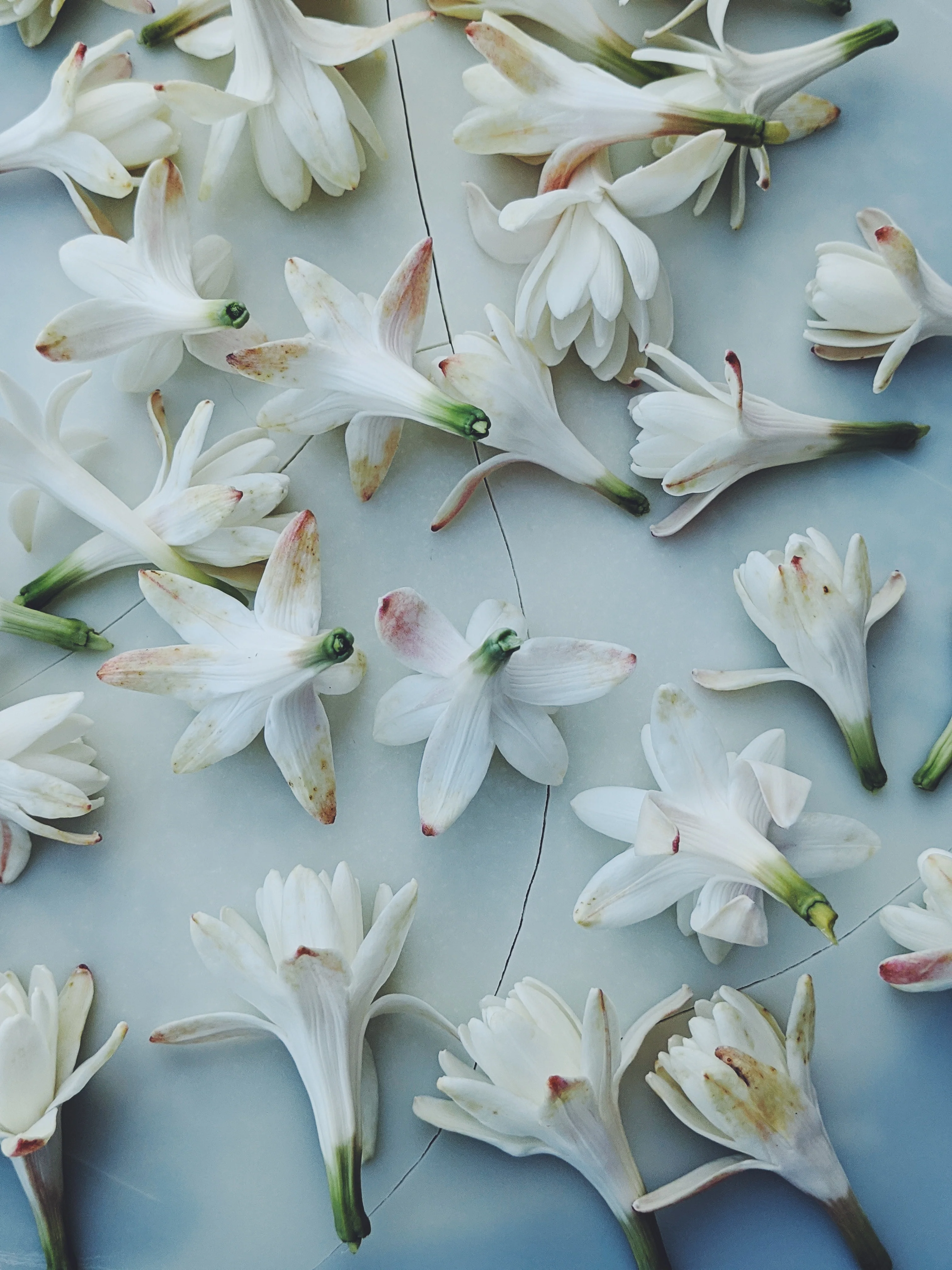 Tuberose Enfleurage. - Image 24