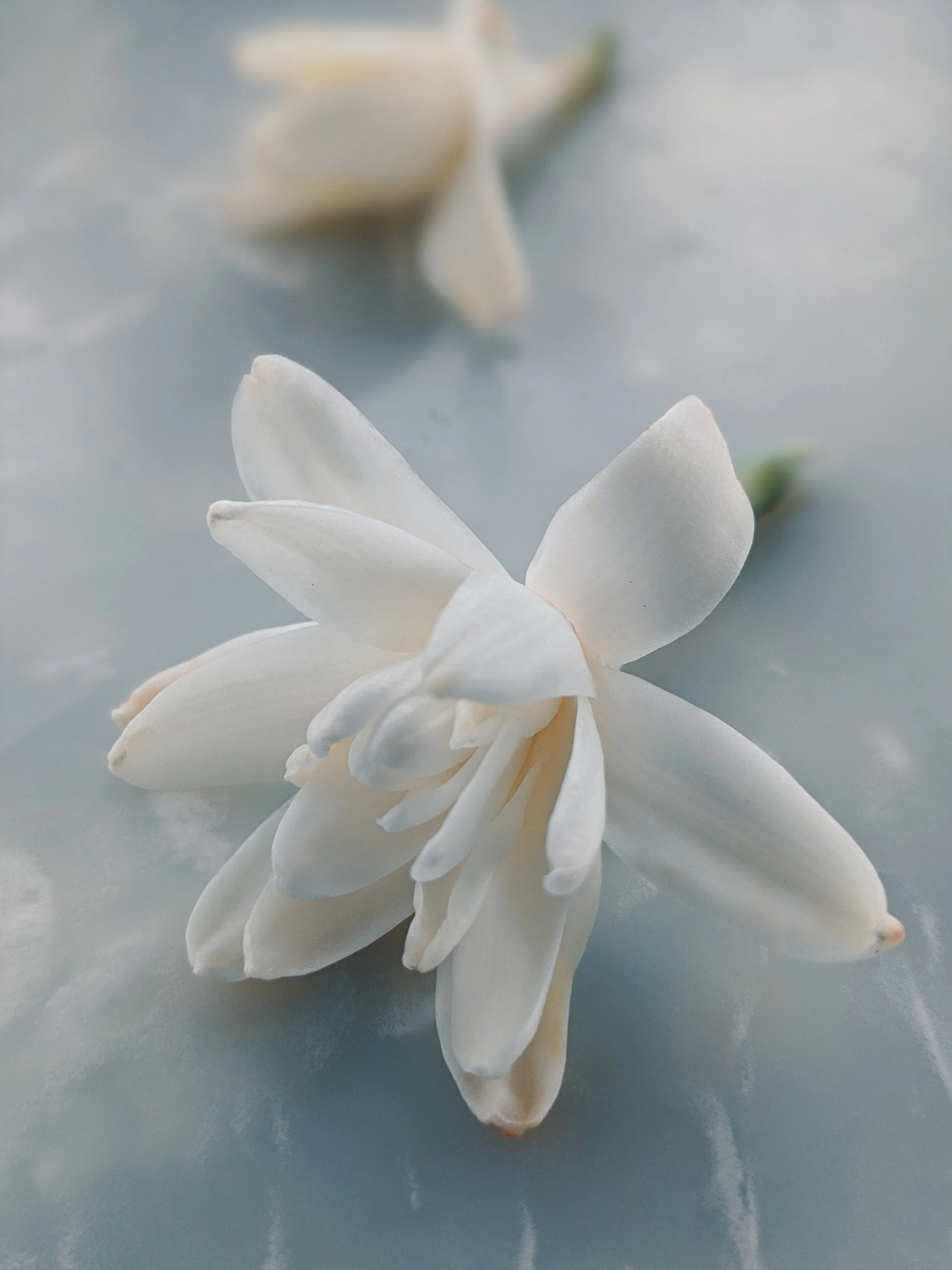Tuberose Enfleurage. - Image 25