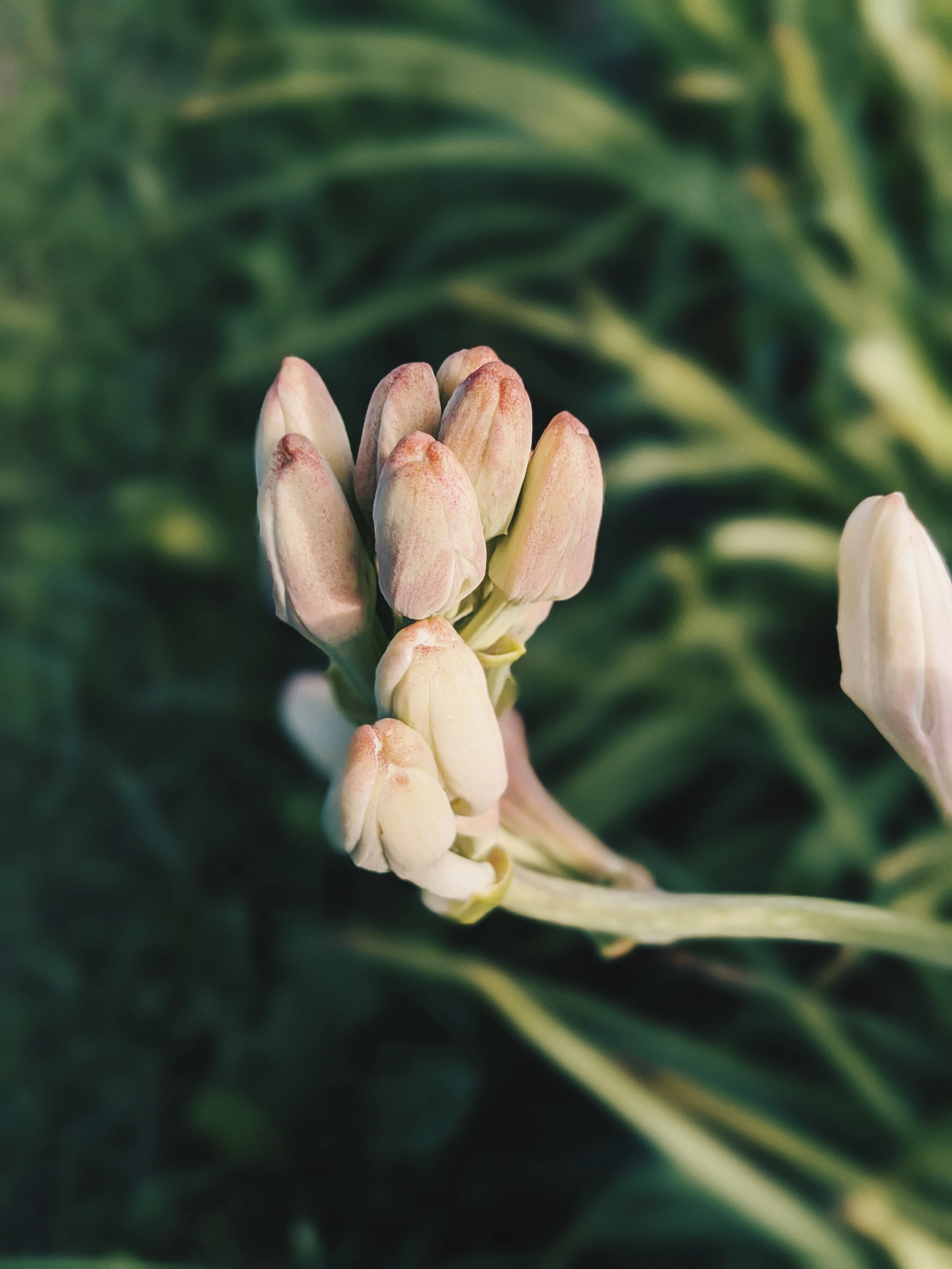 Tuberose Enfleurage. - Image 26