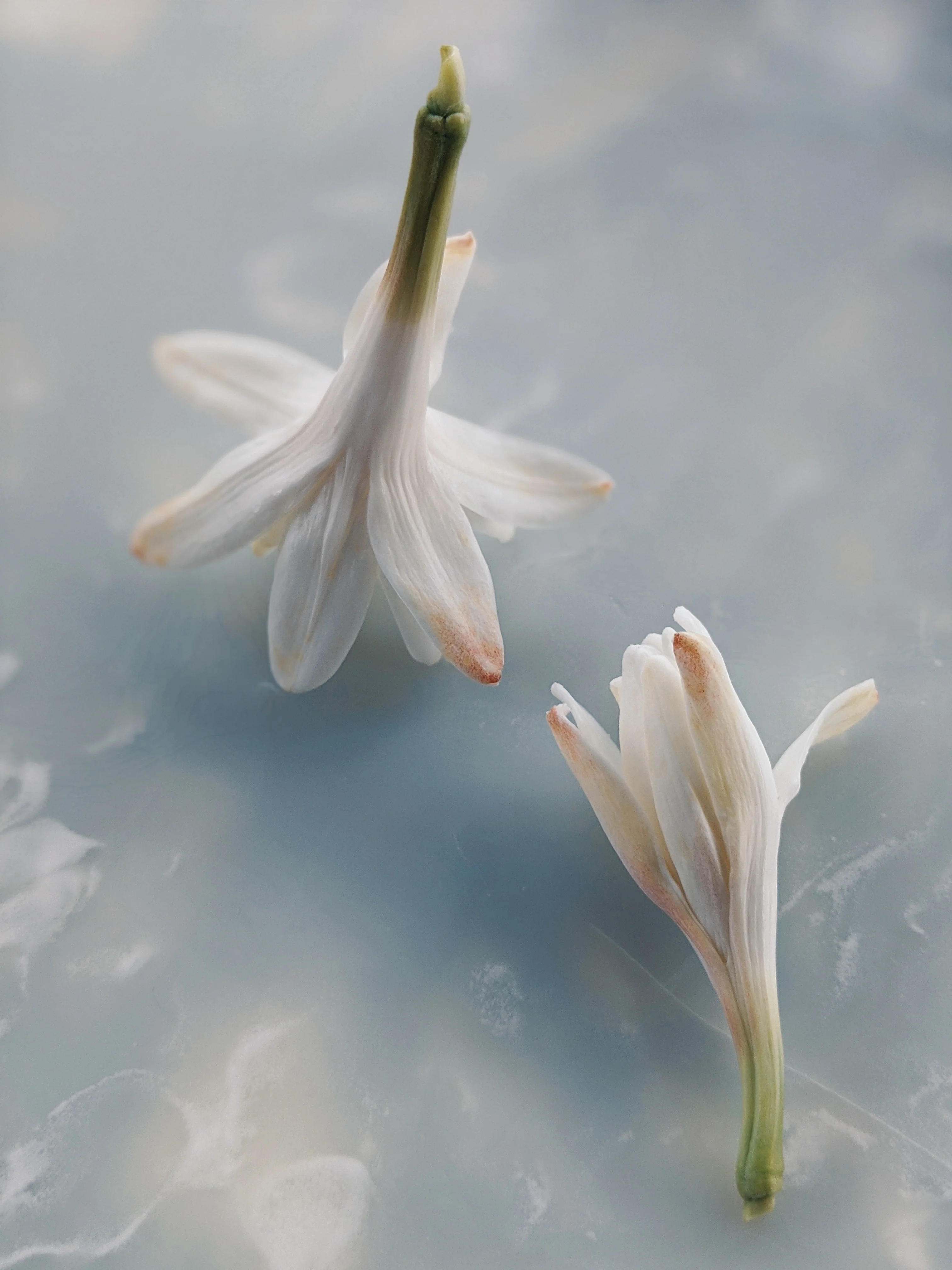 Tuberose Enfleurage. - Image 27