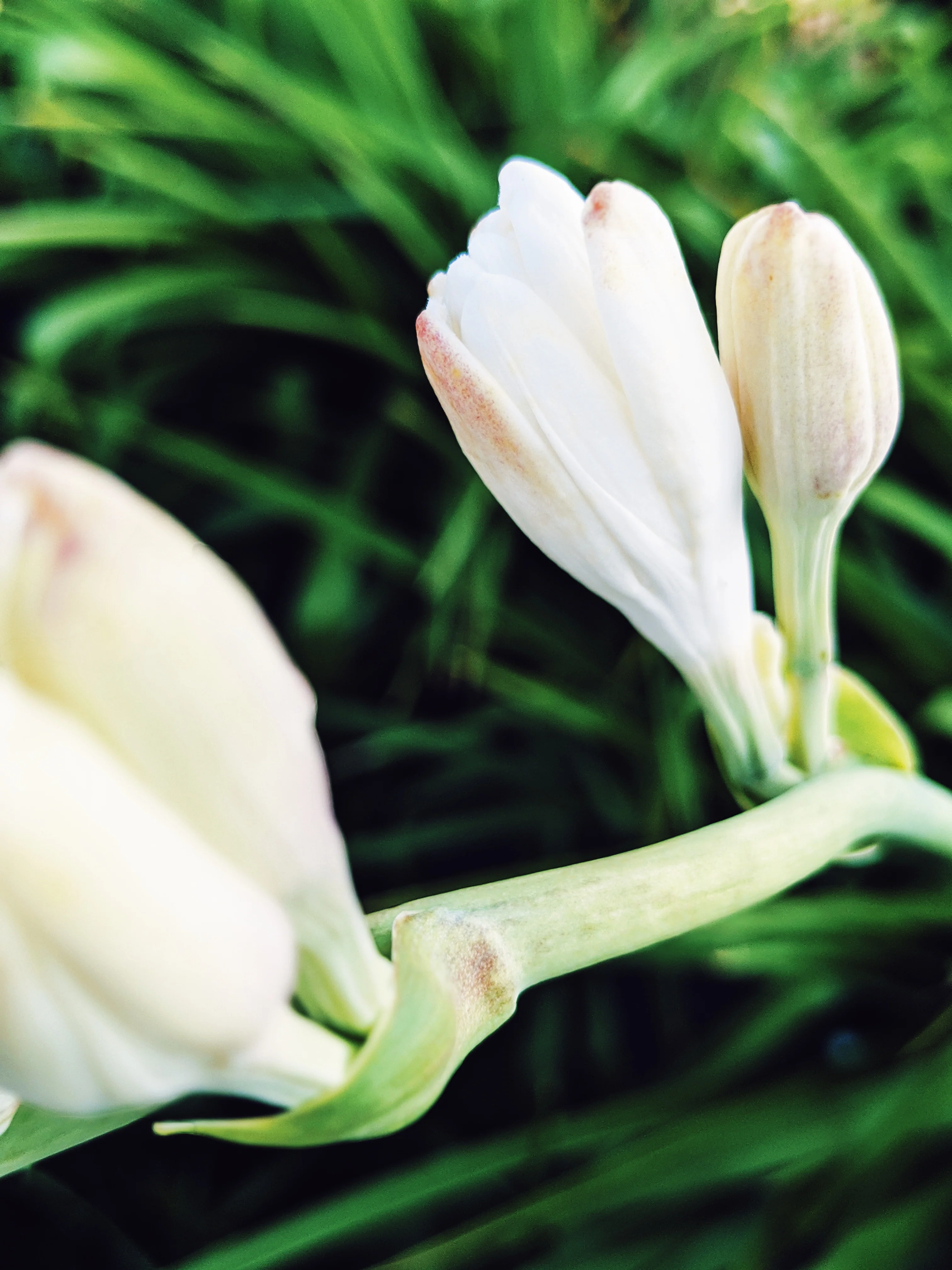 Tuberose Enfleurage. - Image 28