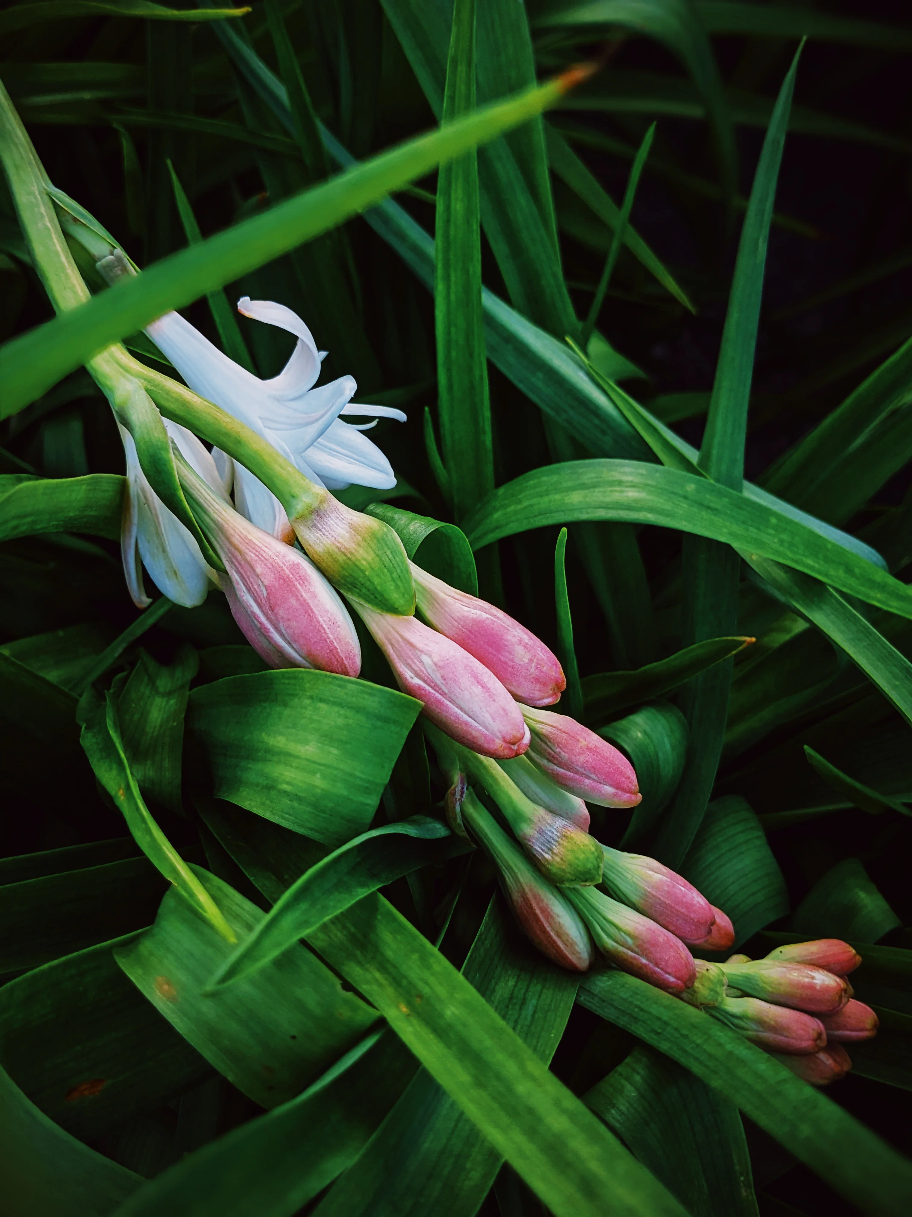 Tuberose Enfleurage. - Image 29