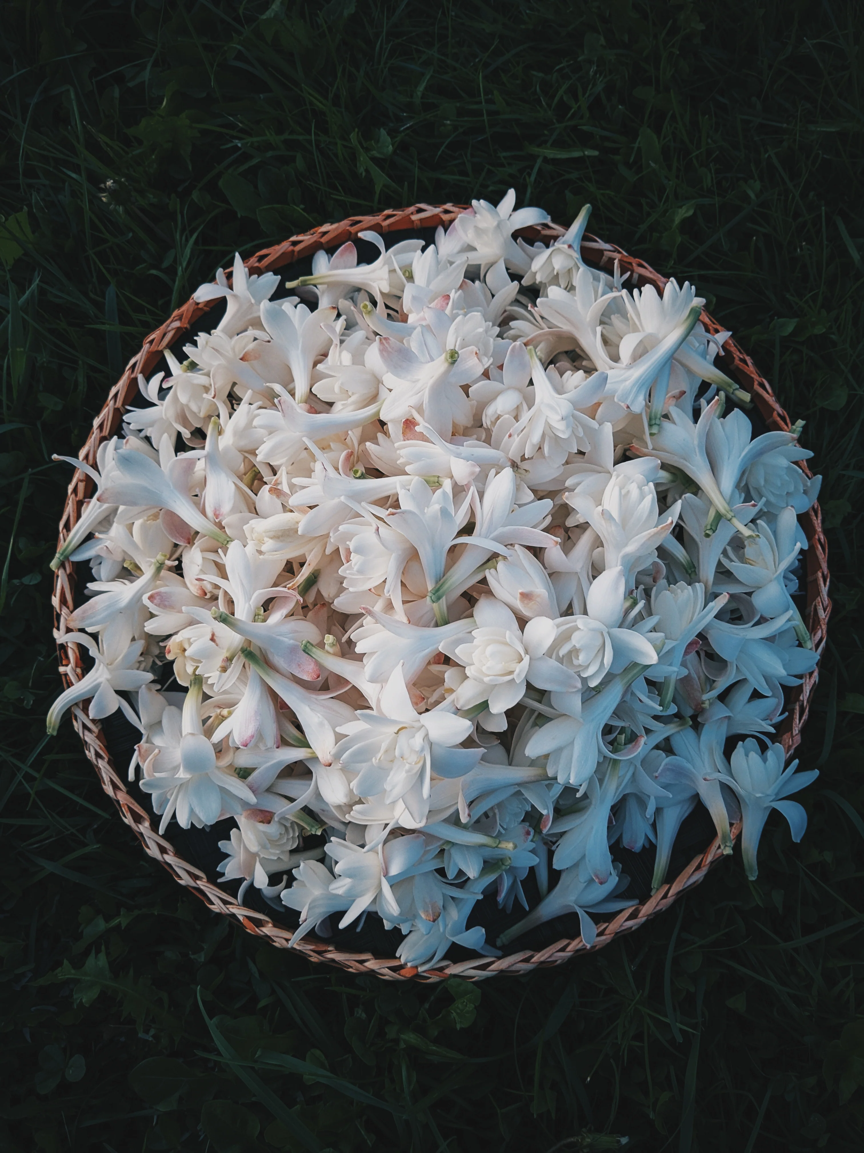 Tuberose Enfleurage. - Image 3