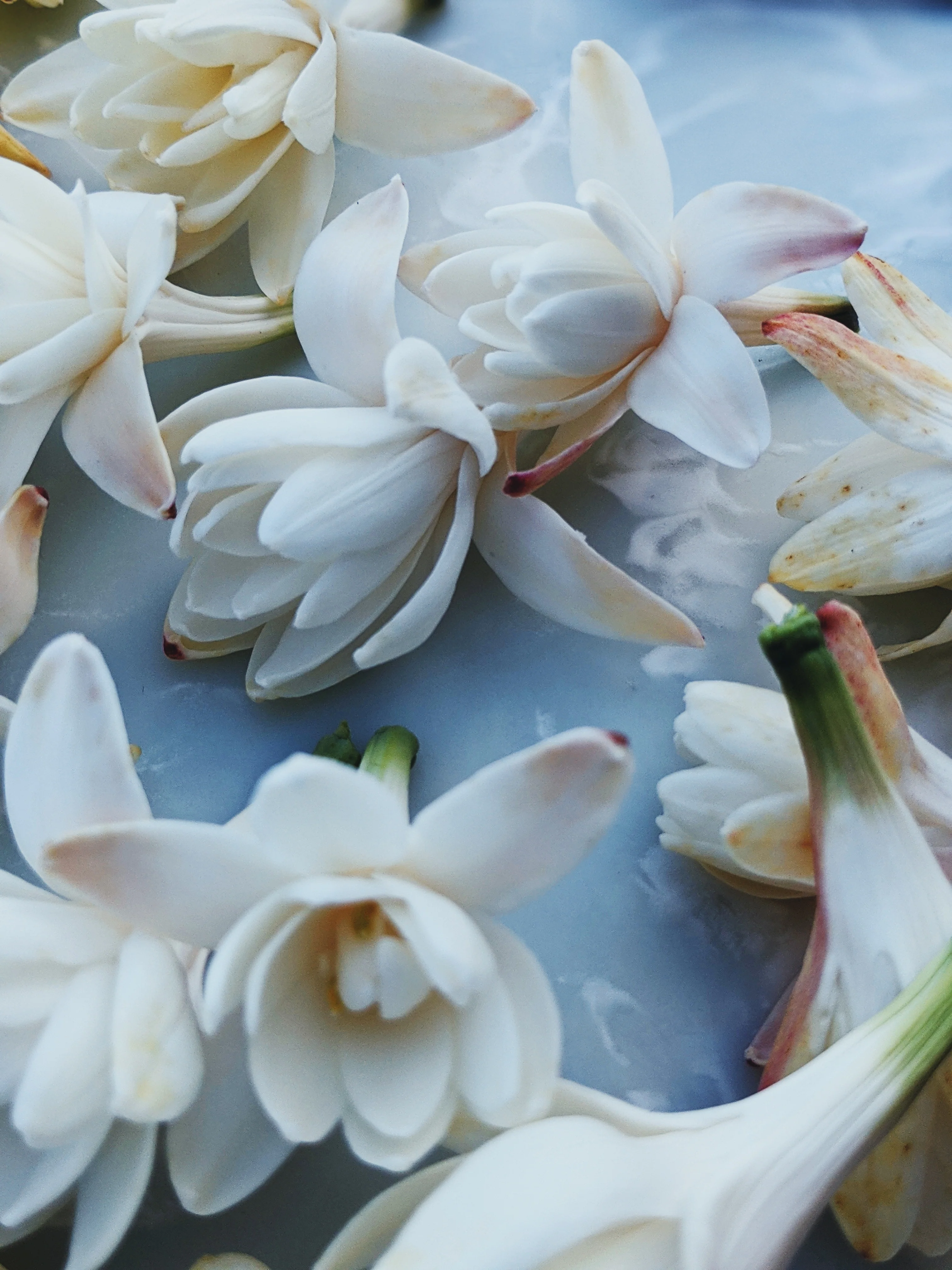 Tuberose Enfleurage. - Image 4