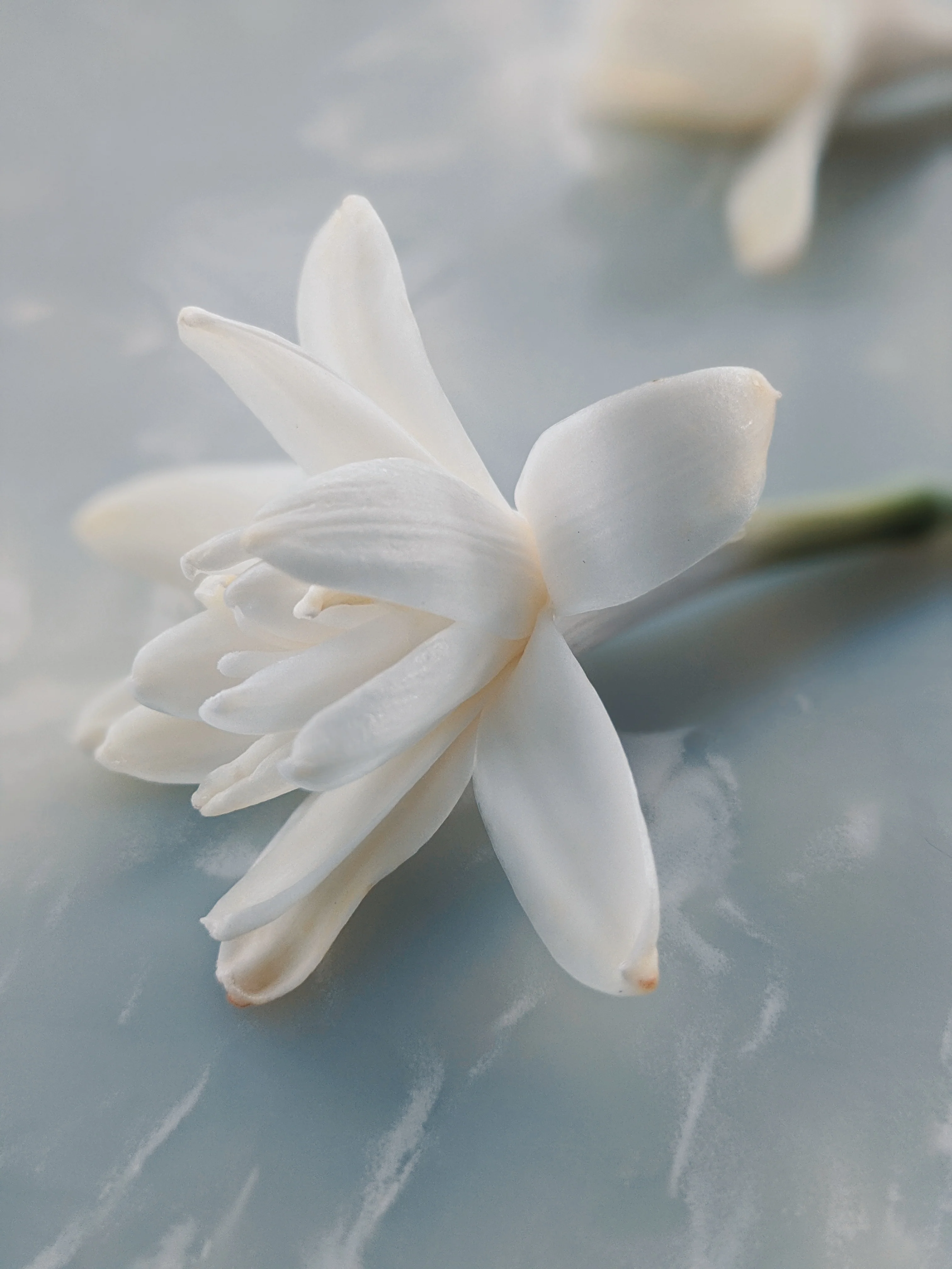 Tuberose Enfleurage. - Image 6