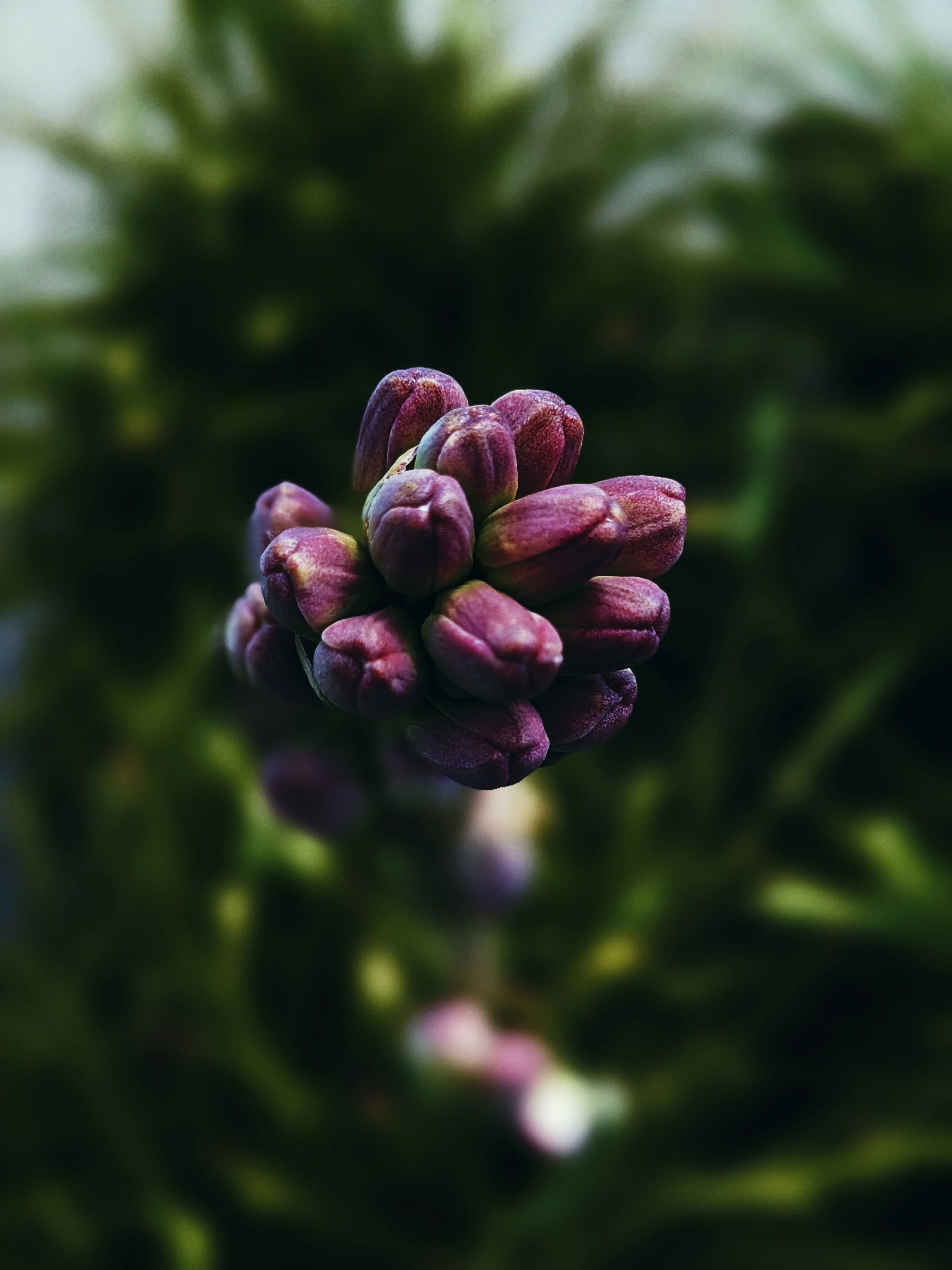 Velvet. natural perfume. nap of dark crushed velvet petals, iris ink. November 2022 - Image 3