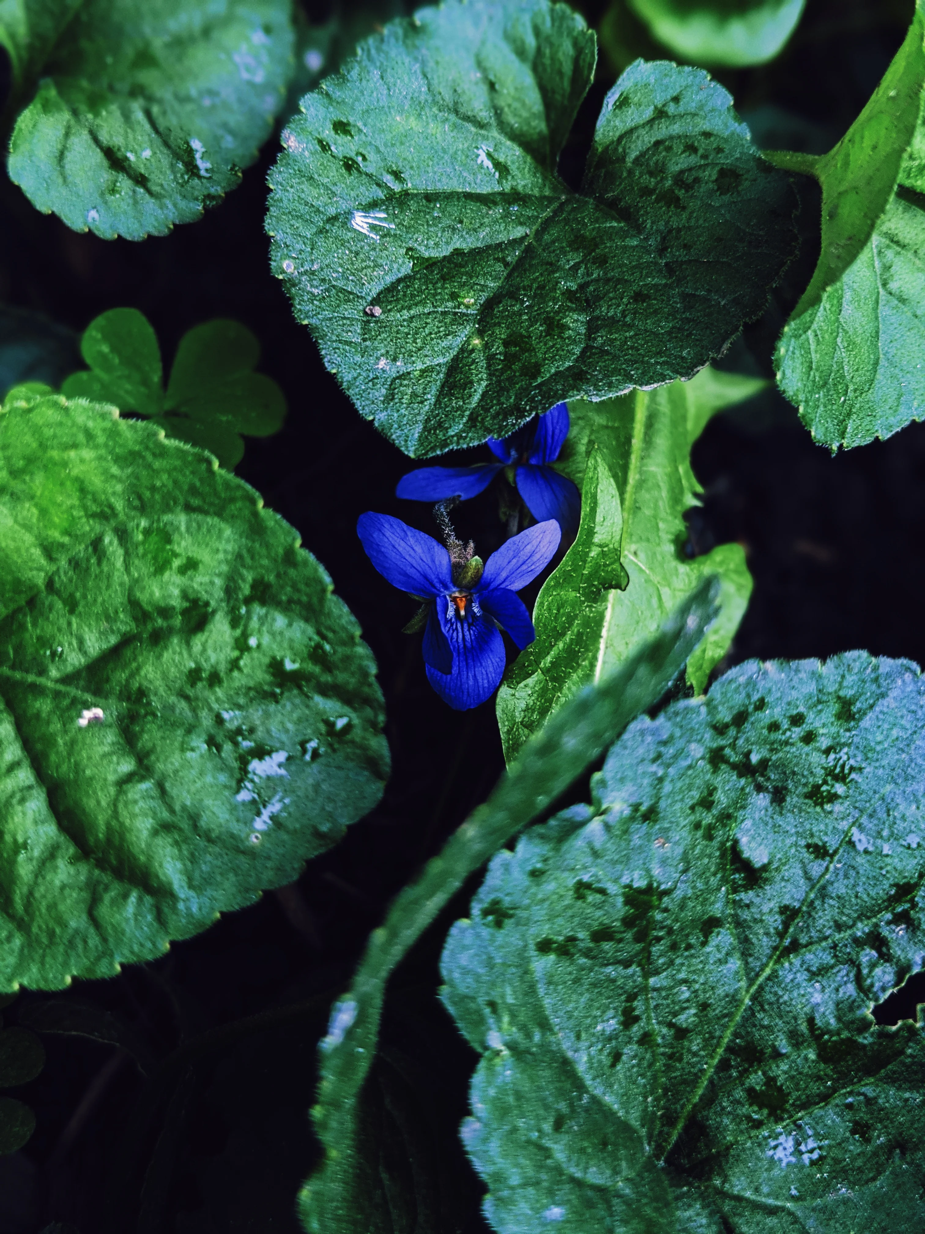 Violet Santal. natural perfume. unabashed sandalwood smoothed by violet leaves. July 2025 - Image 3