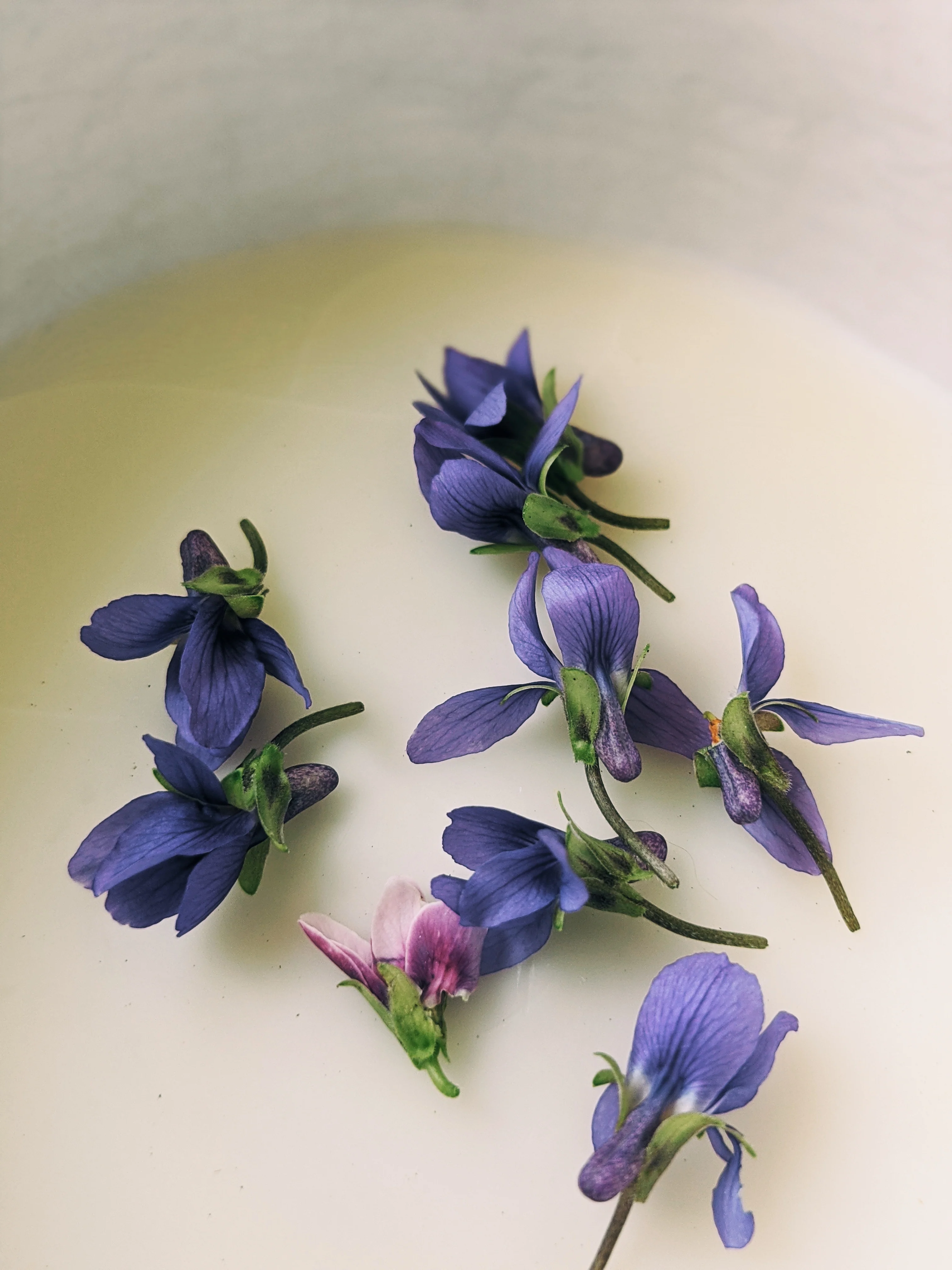 Violet Santal. natural perfume. unabashed sandalwood smoothed by violet leaves. July 2025 - Image 4