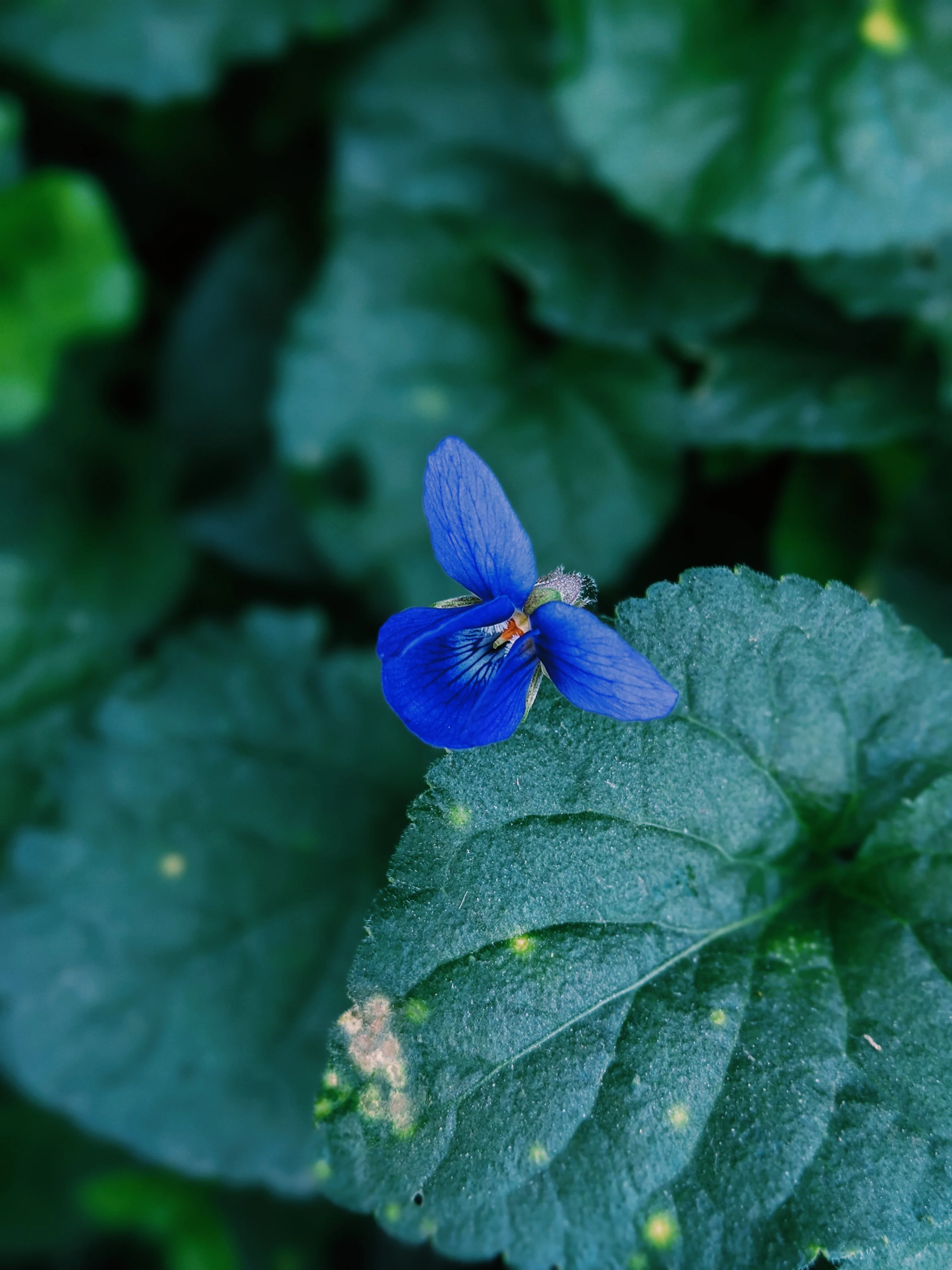 Violet Santal. natural perfume. unabashed sandalwood smoothed by violet leaves. July 2025 - Image 6