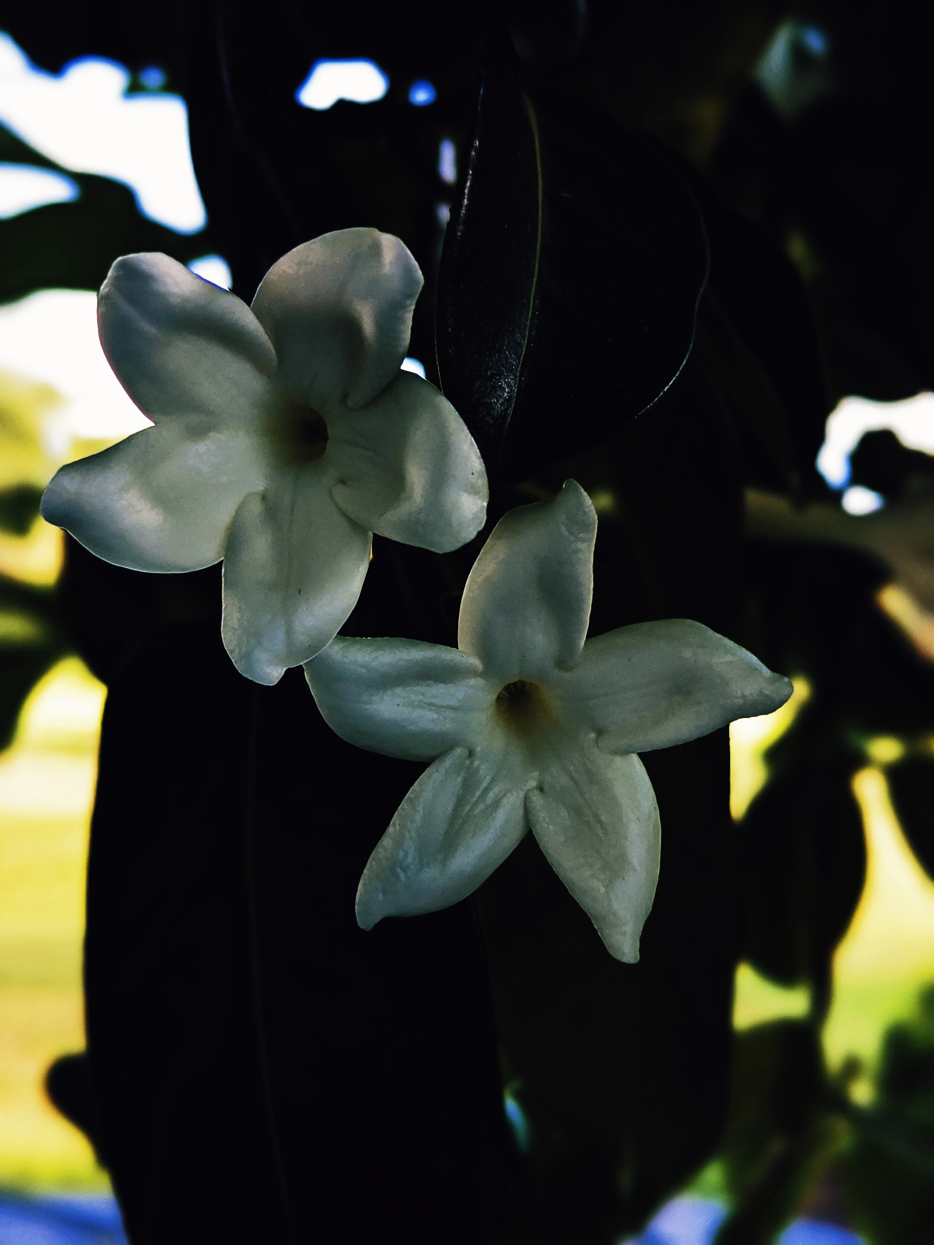 Waxflower Enfleurage. - Image 10
