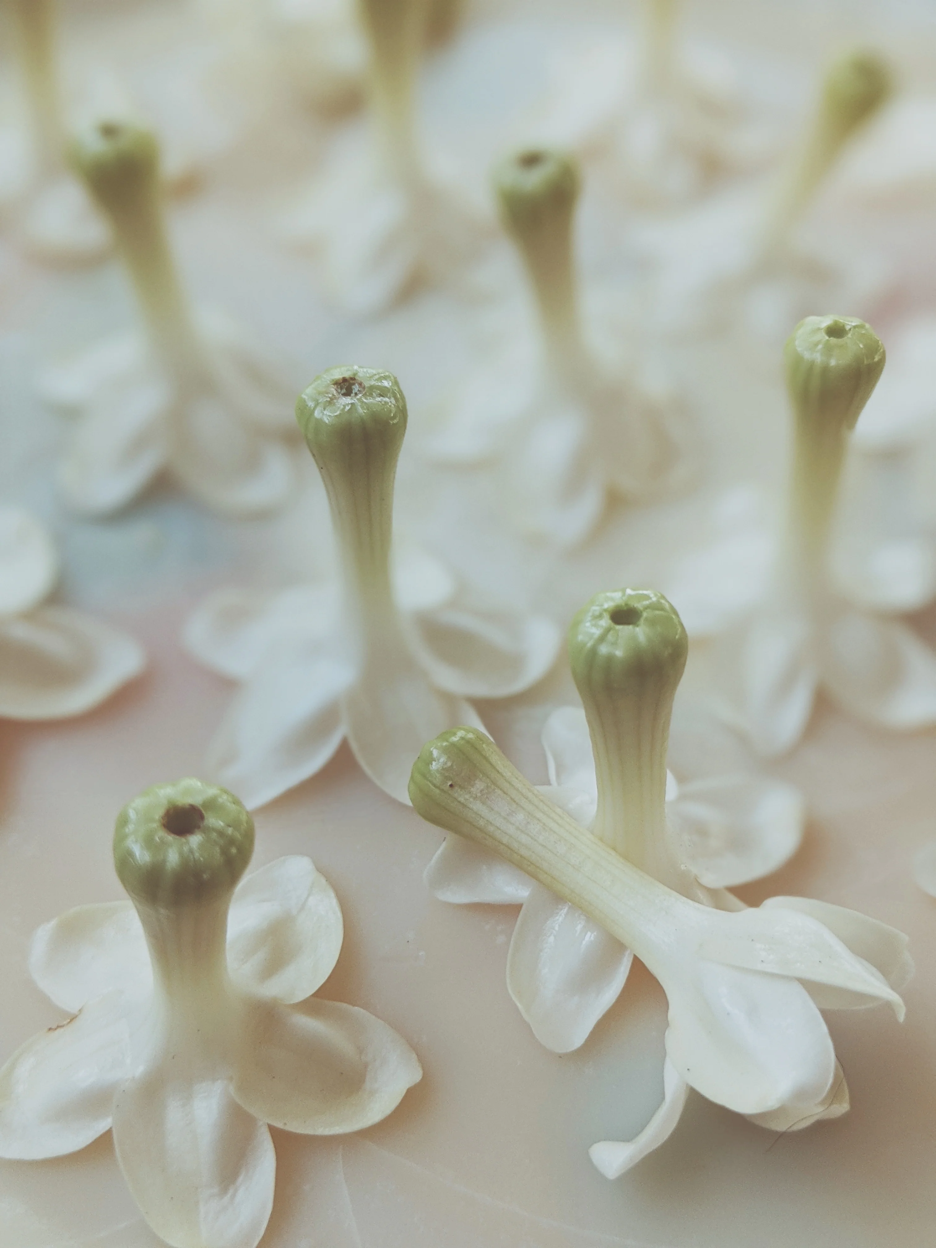 Waxflower Enfleurage. - Image 11