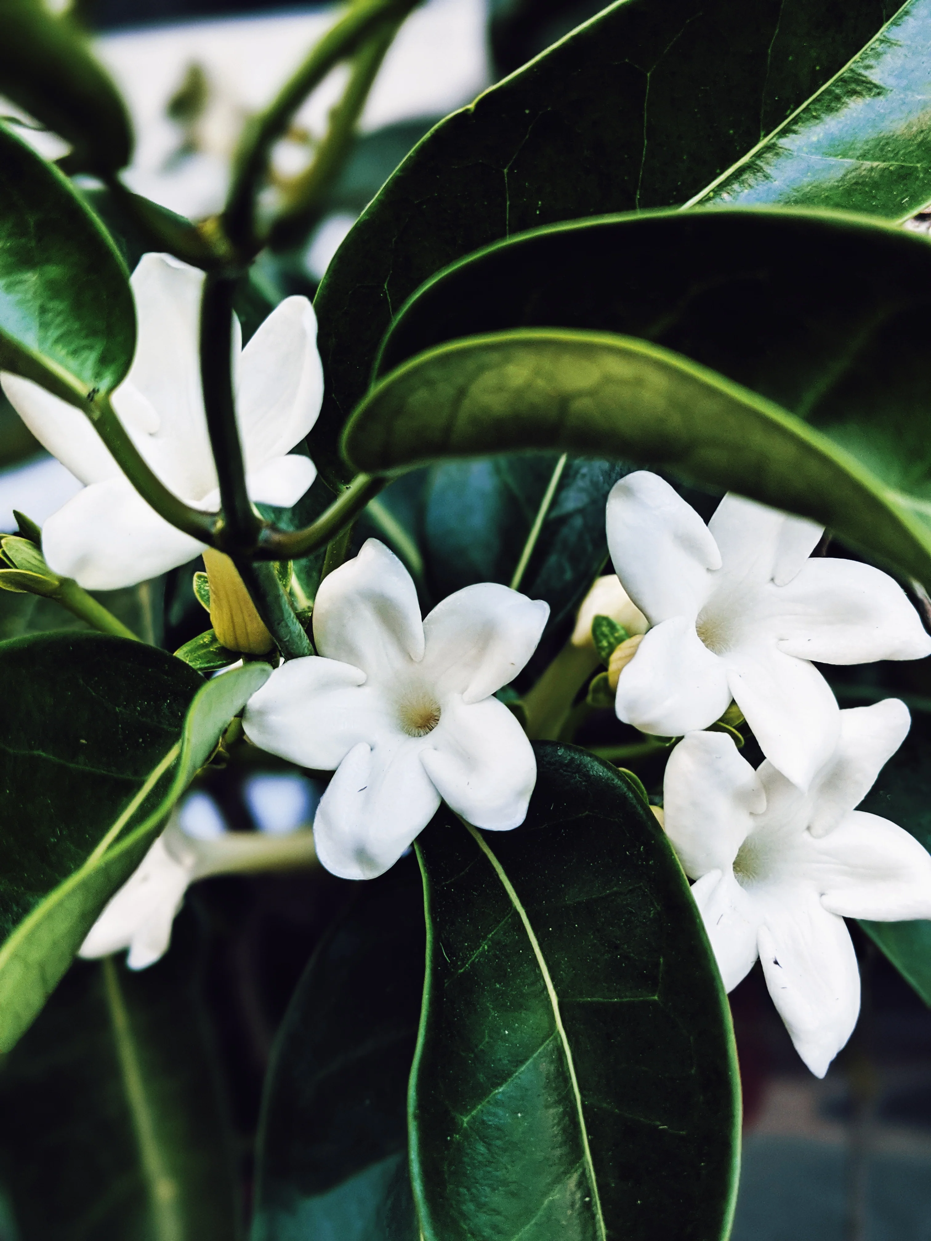 Waxflower Enfleurage. - Image 12