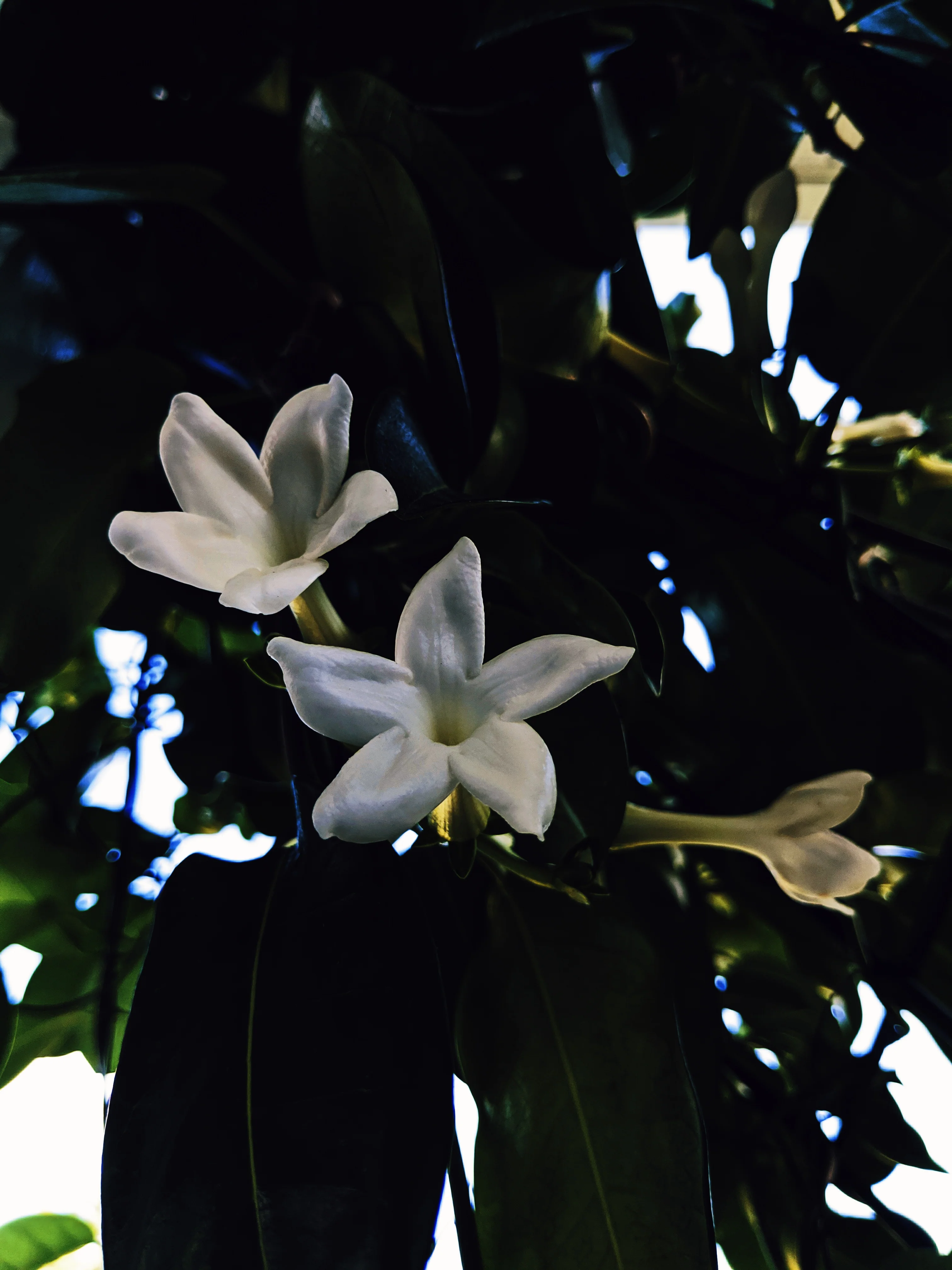 Waxflower Enfleurage. - Image 13
