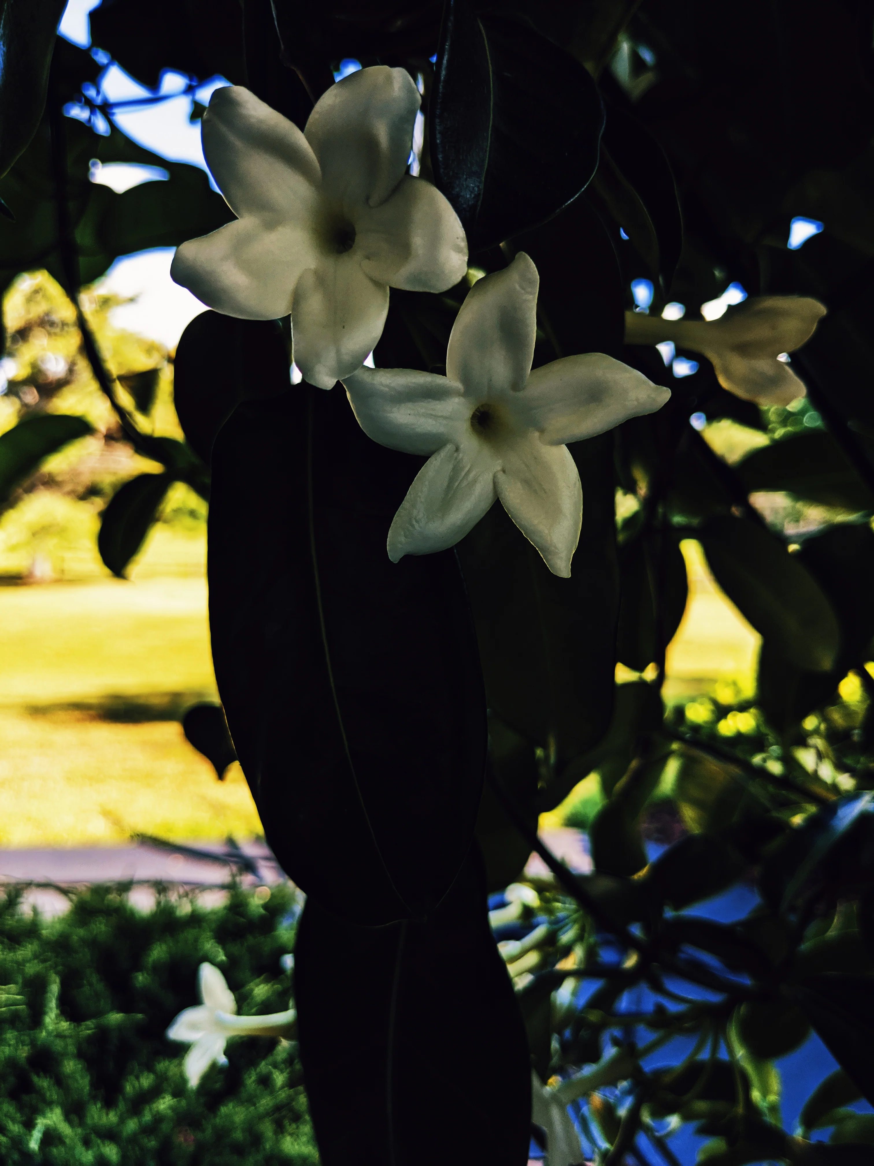 Waxflower Enfleurage. - Image 15