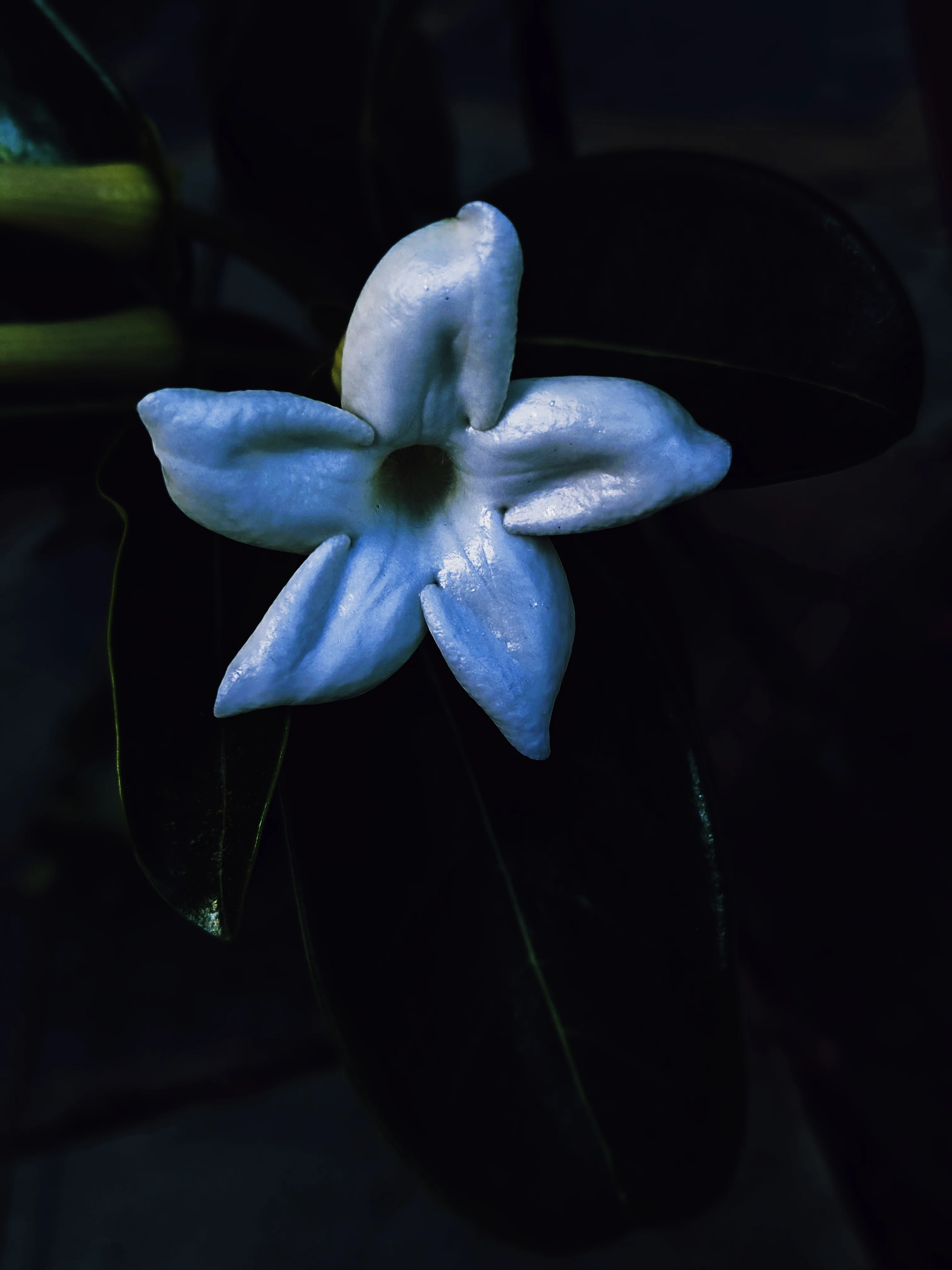 Waxflower Enfleurage. - Image 17