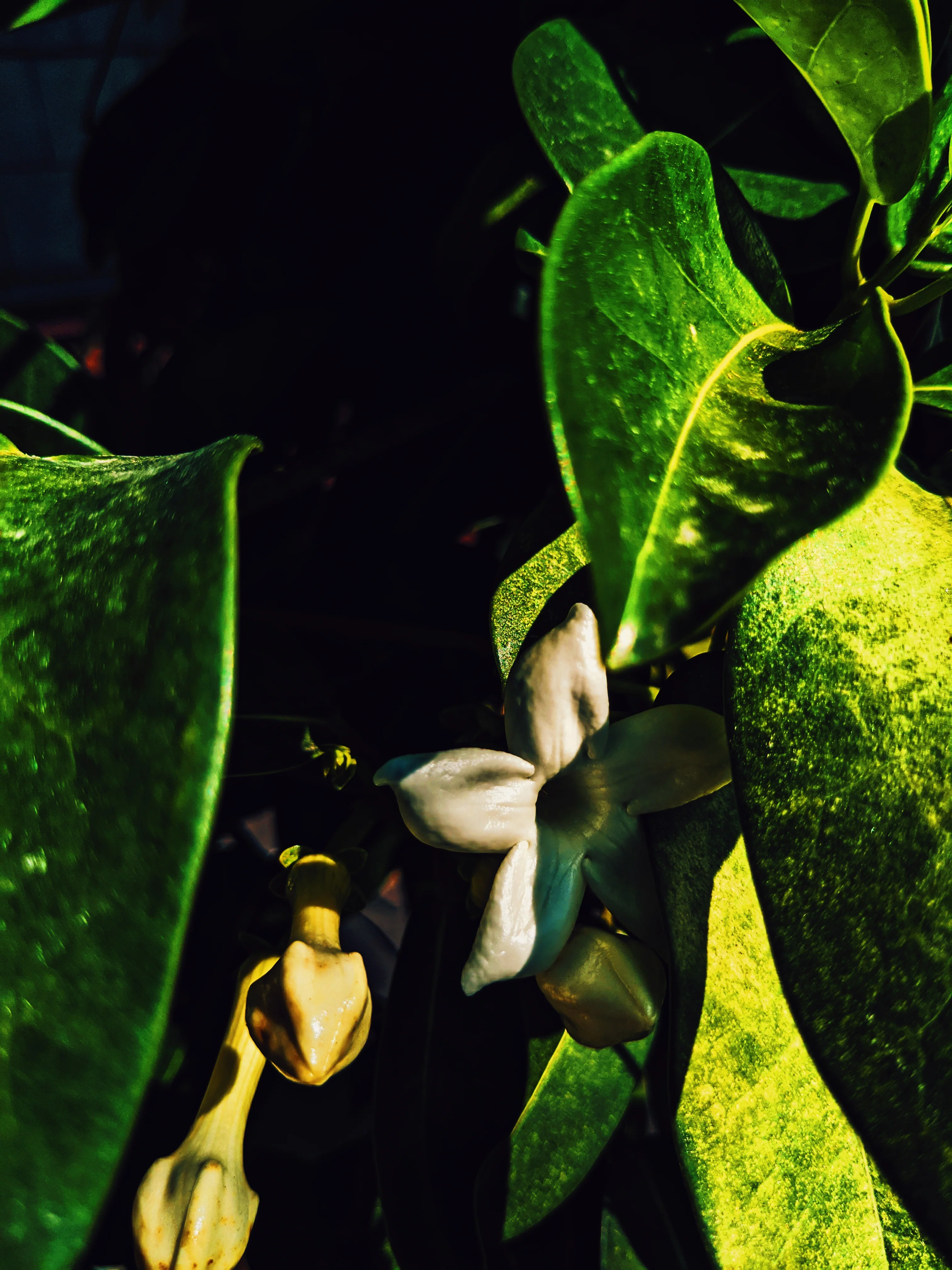 Waxflower Enfleurage. - Image 18