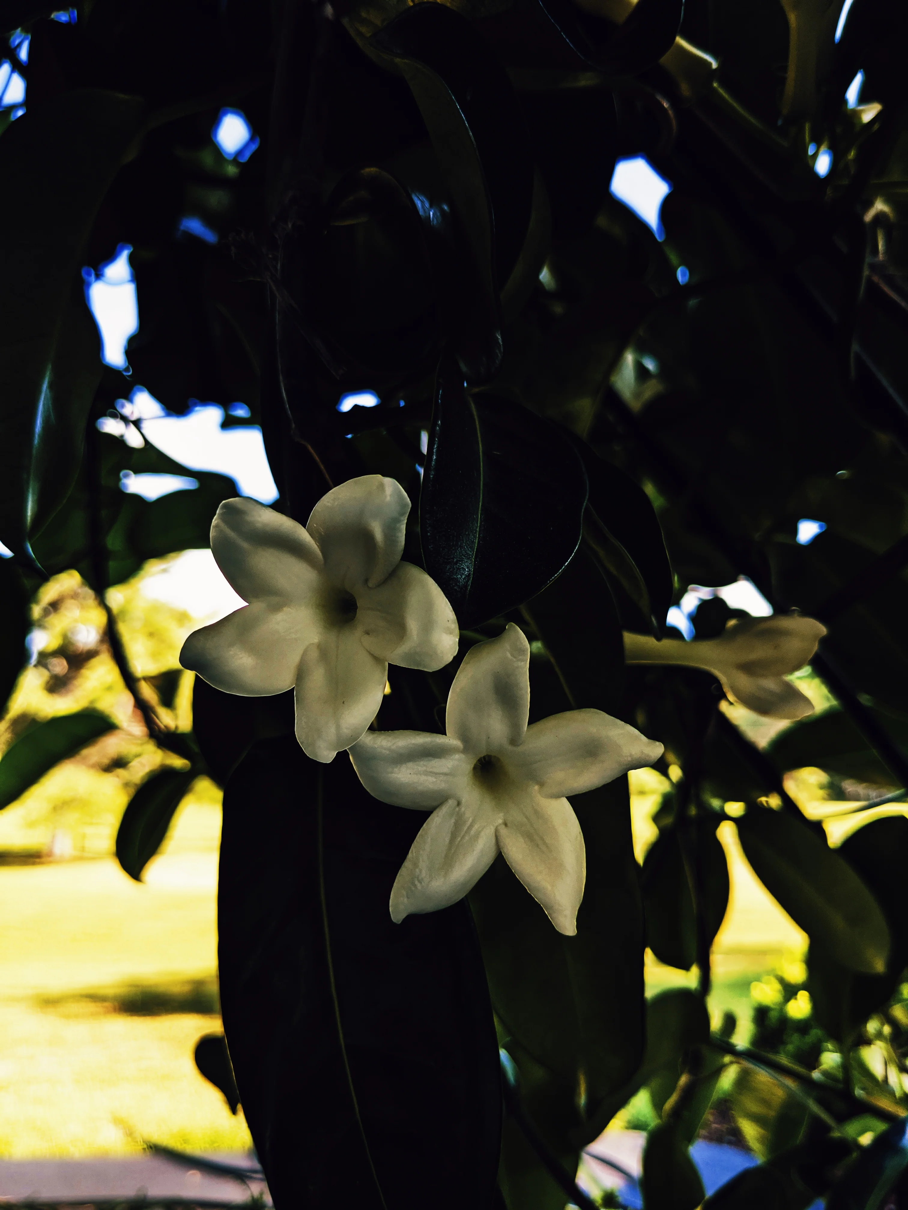 Waxflower Enfleurage. - Image 19