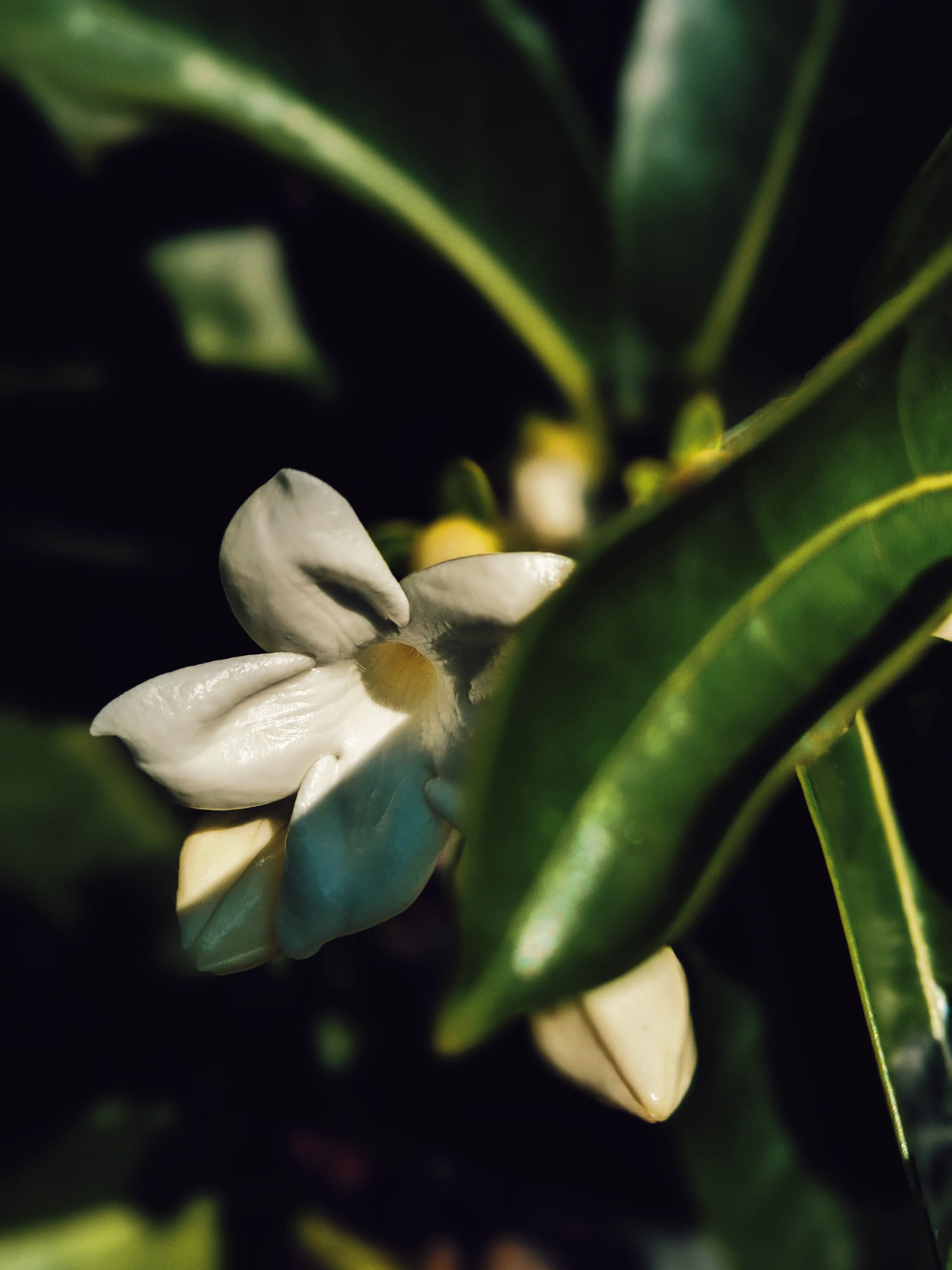 Waxflower Enfleurage. - Image 20
