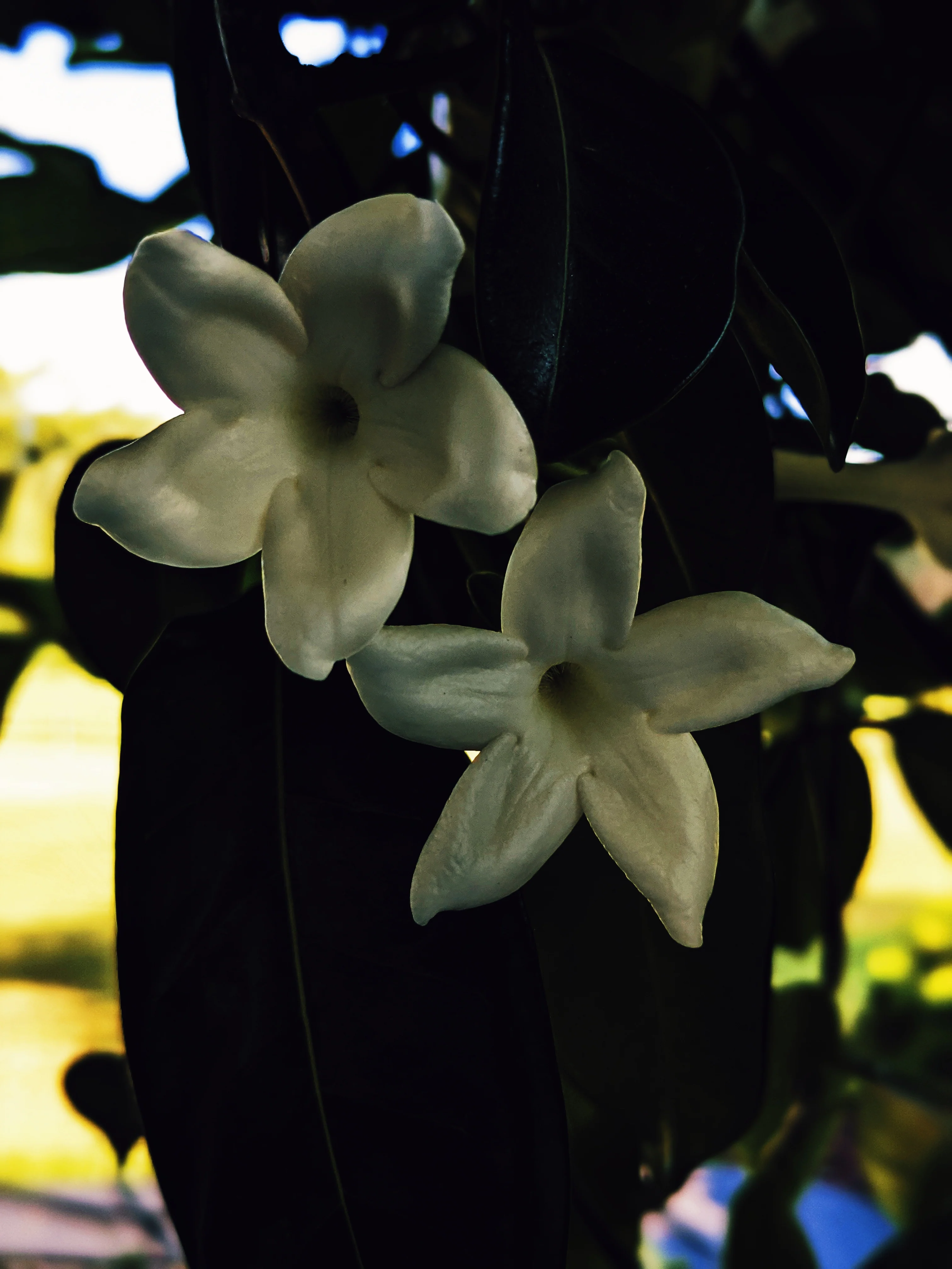 Waxflower Enfleurage. - Image 21