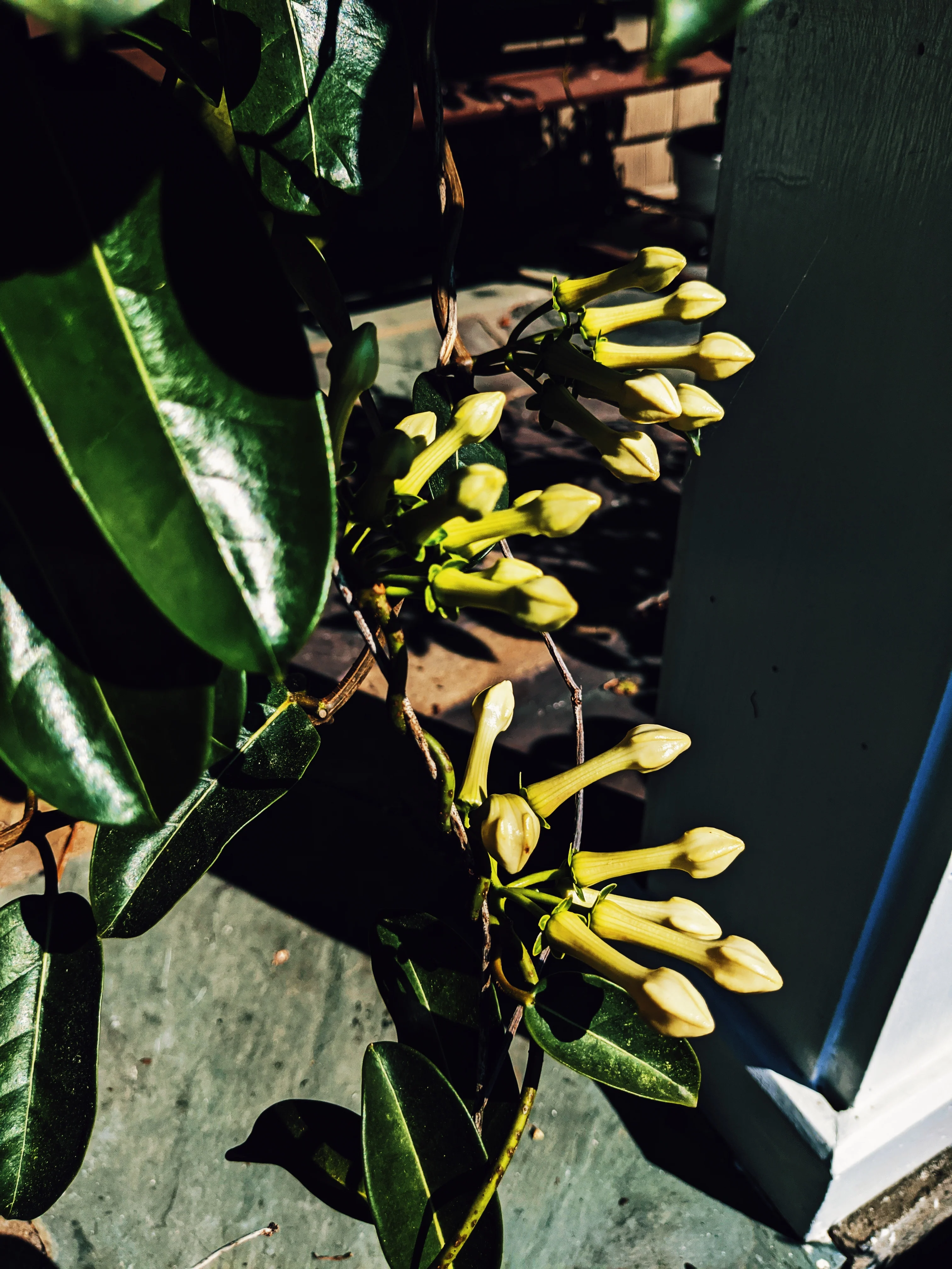 Waxflower Enfleurage. - Image 22