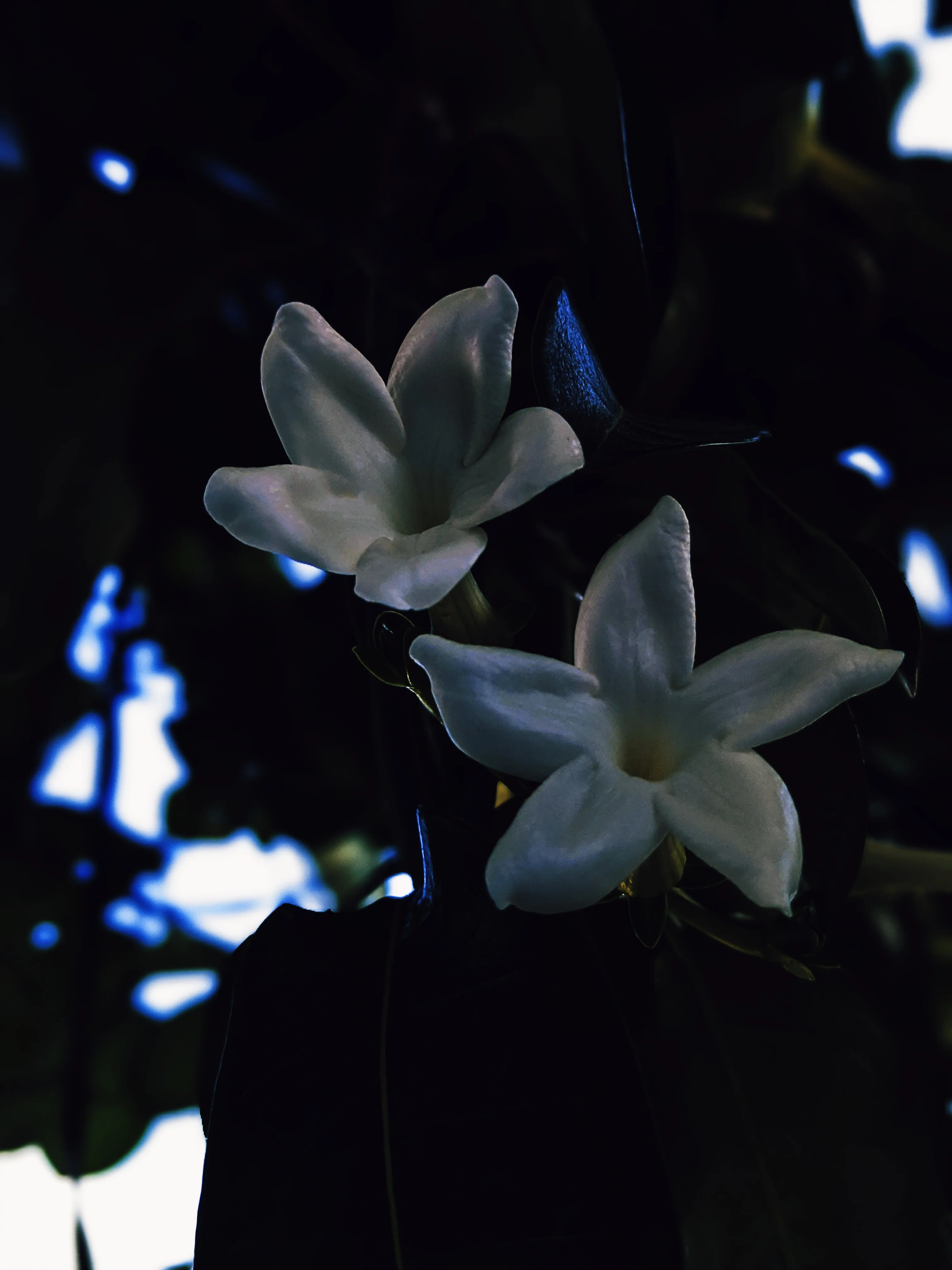 Waxflower Enfleurage. - Image 23