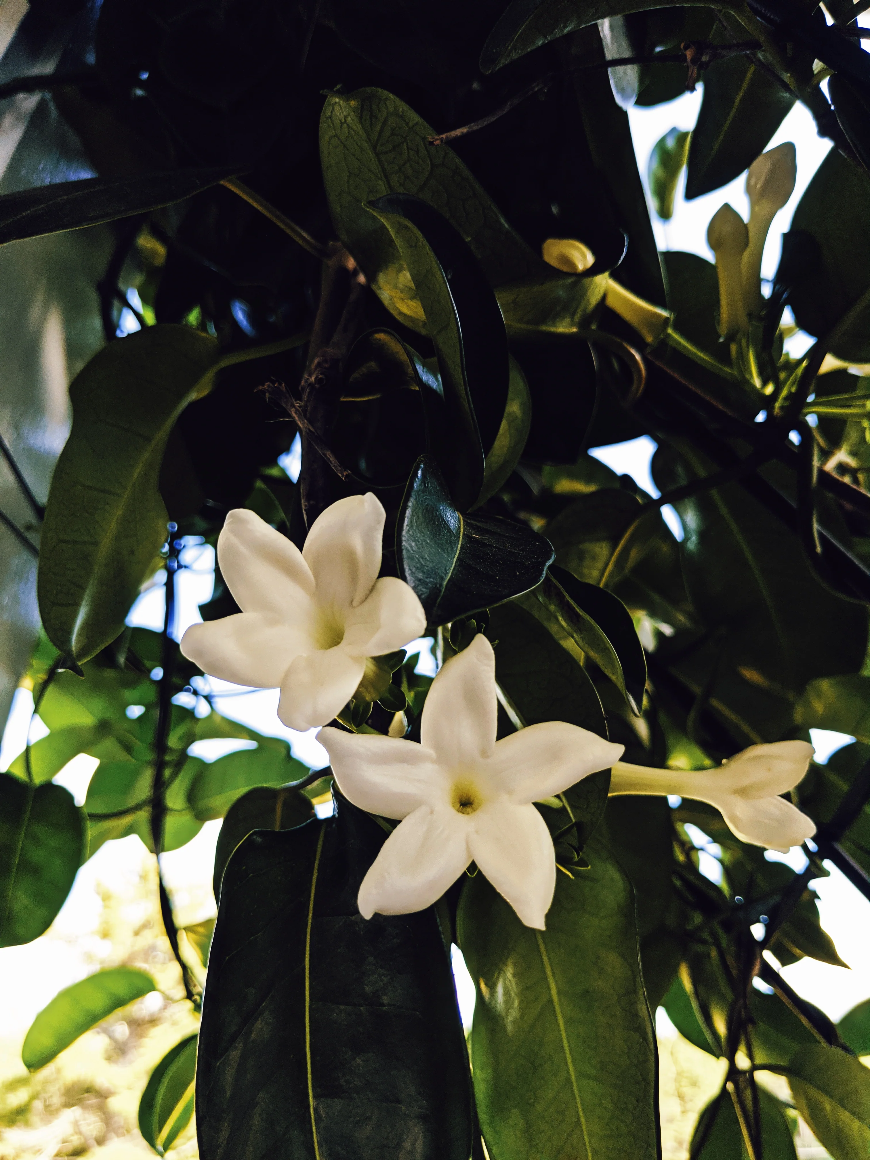 Waxflower Enfleurage. - Image 25