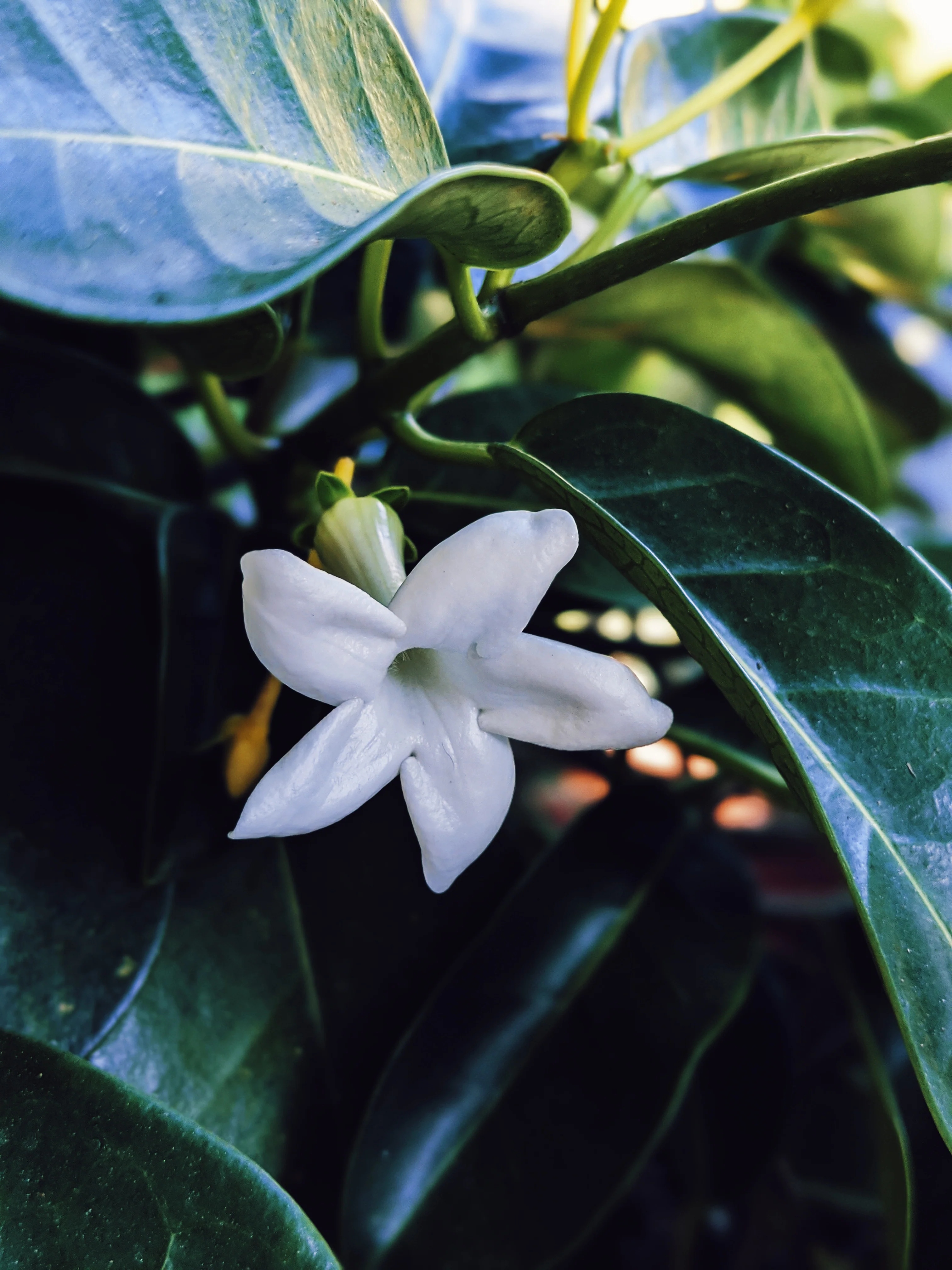 Waxflower Enfleurage. - Image 26