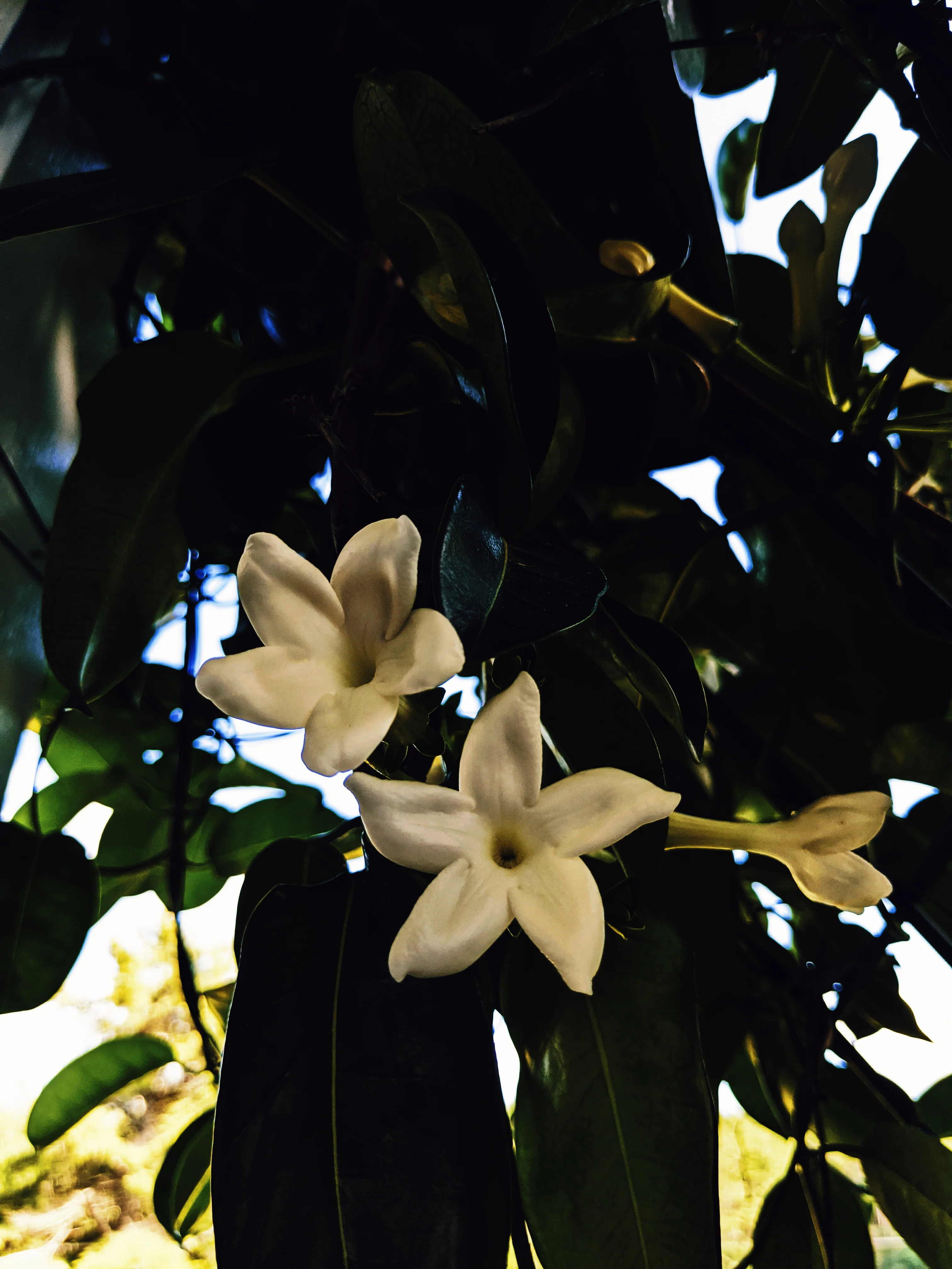 Waxflower Enfleurage. - Image 3