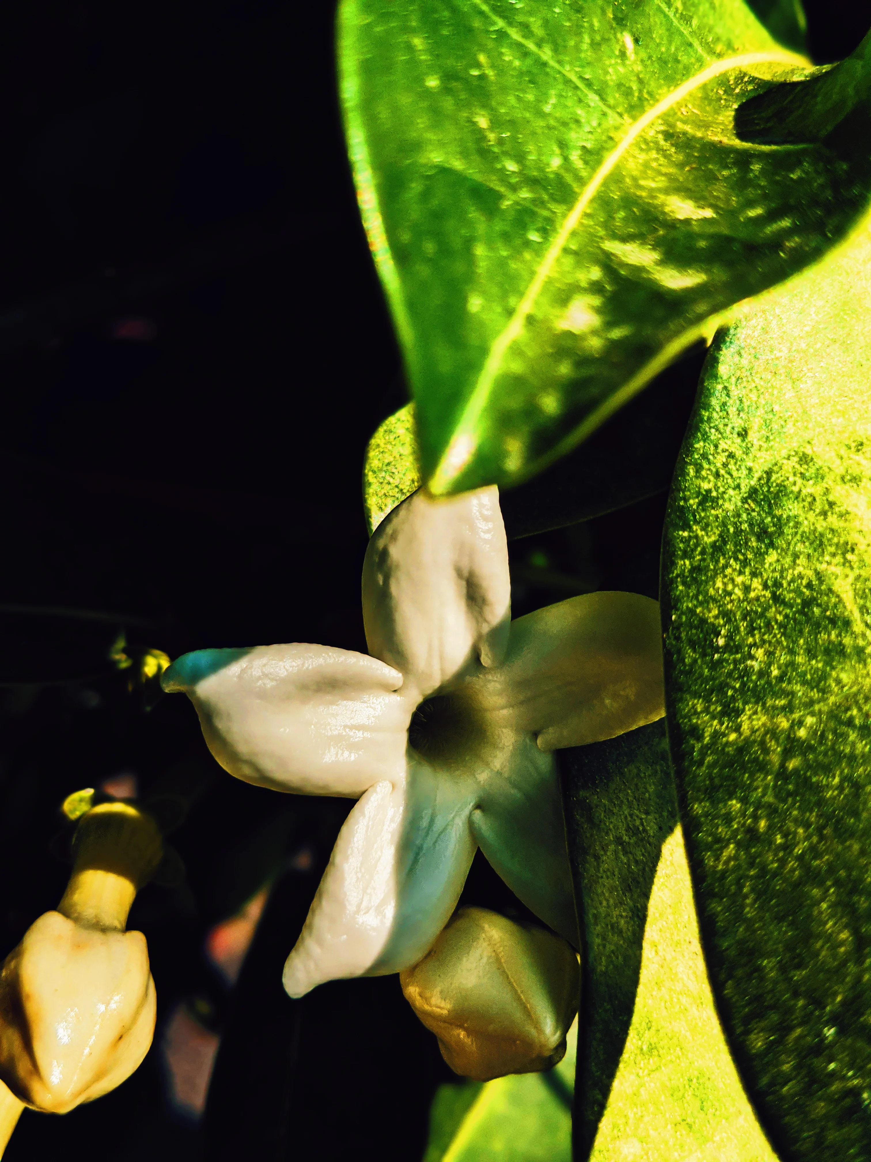 Waxflower Enfleurage. - Image 32