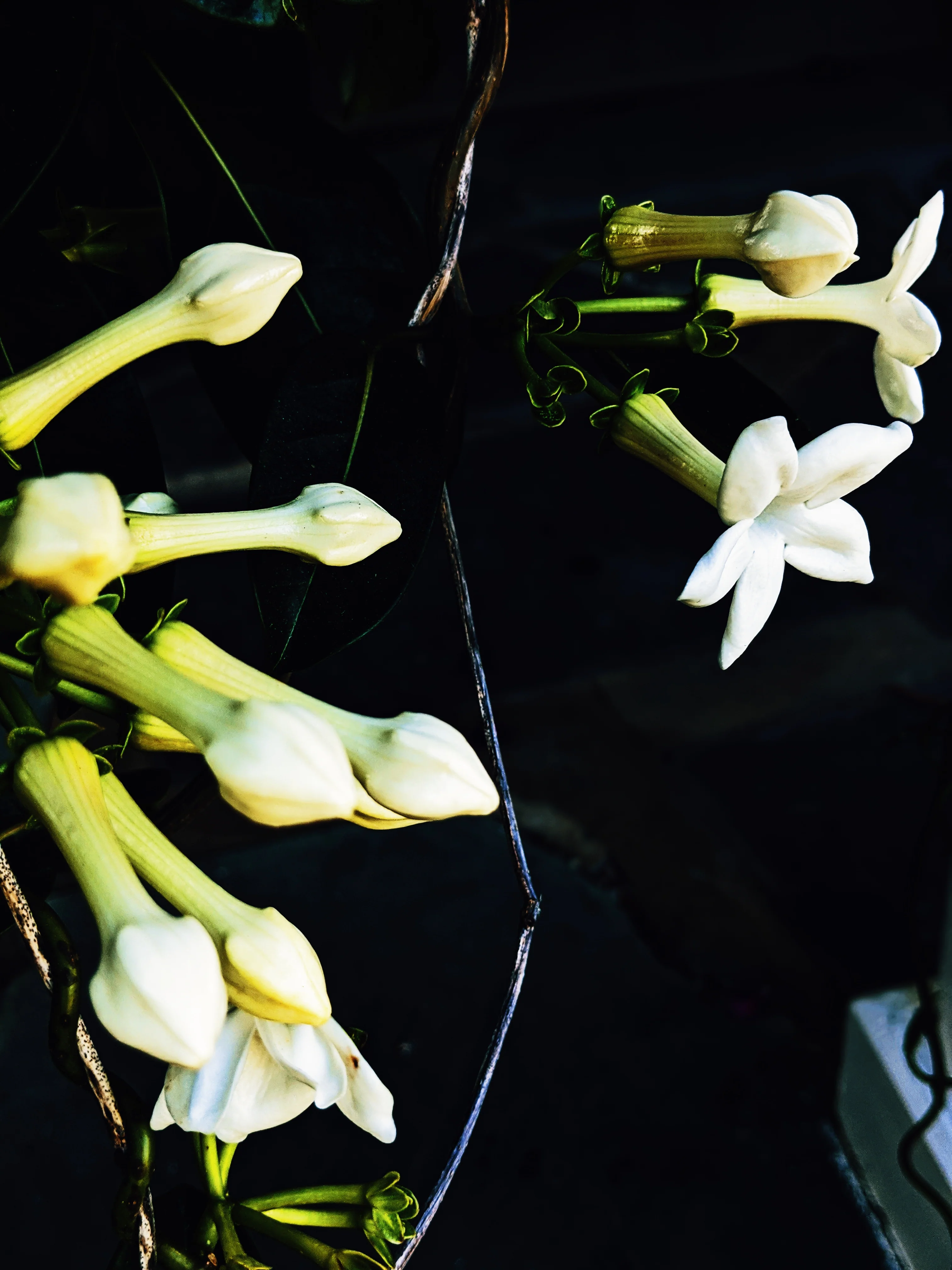 Waxflower Enfleurage. - Image 4