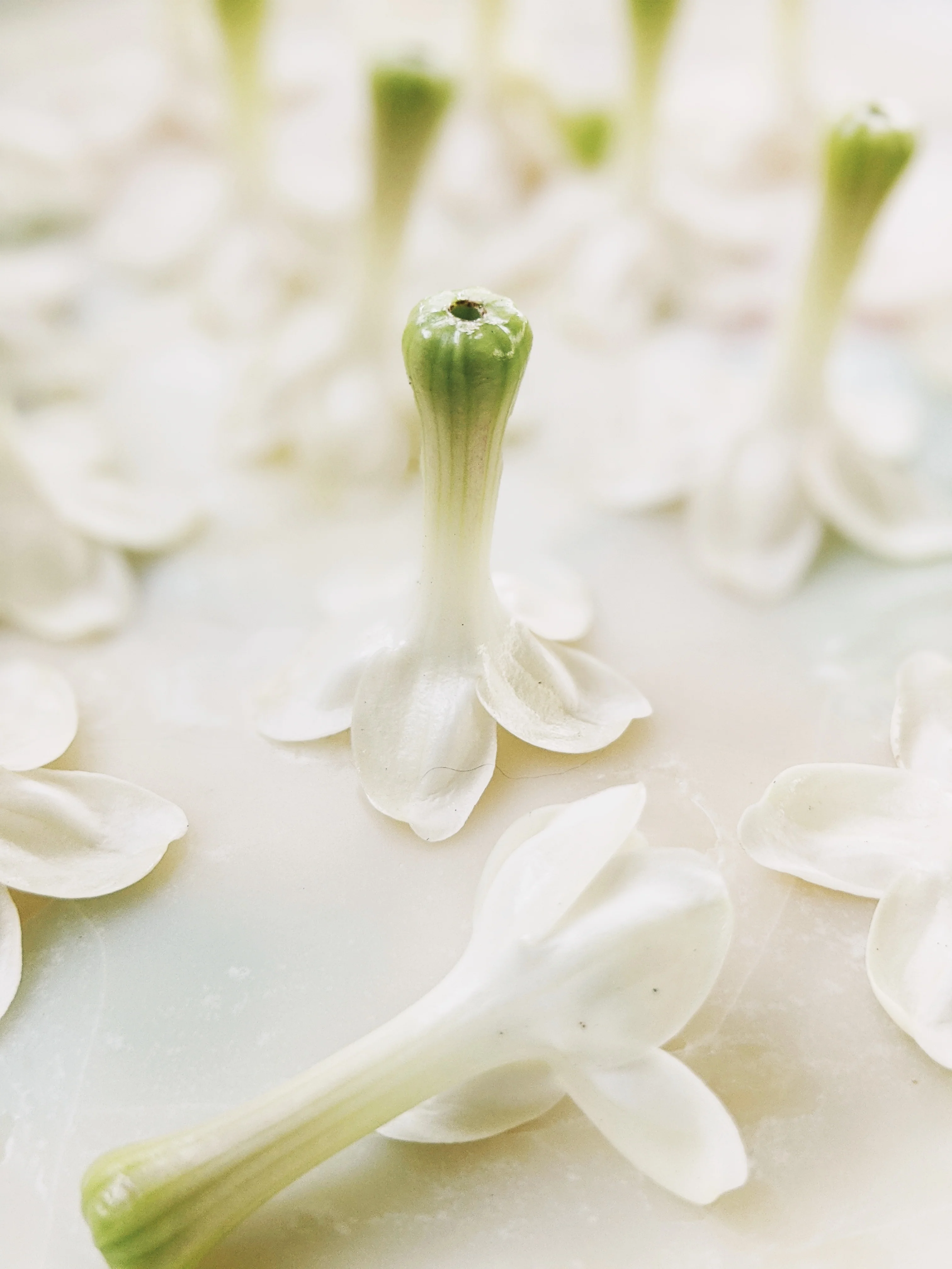 Waxflower Enfleurage. - Image 5