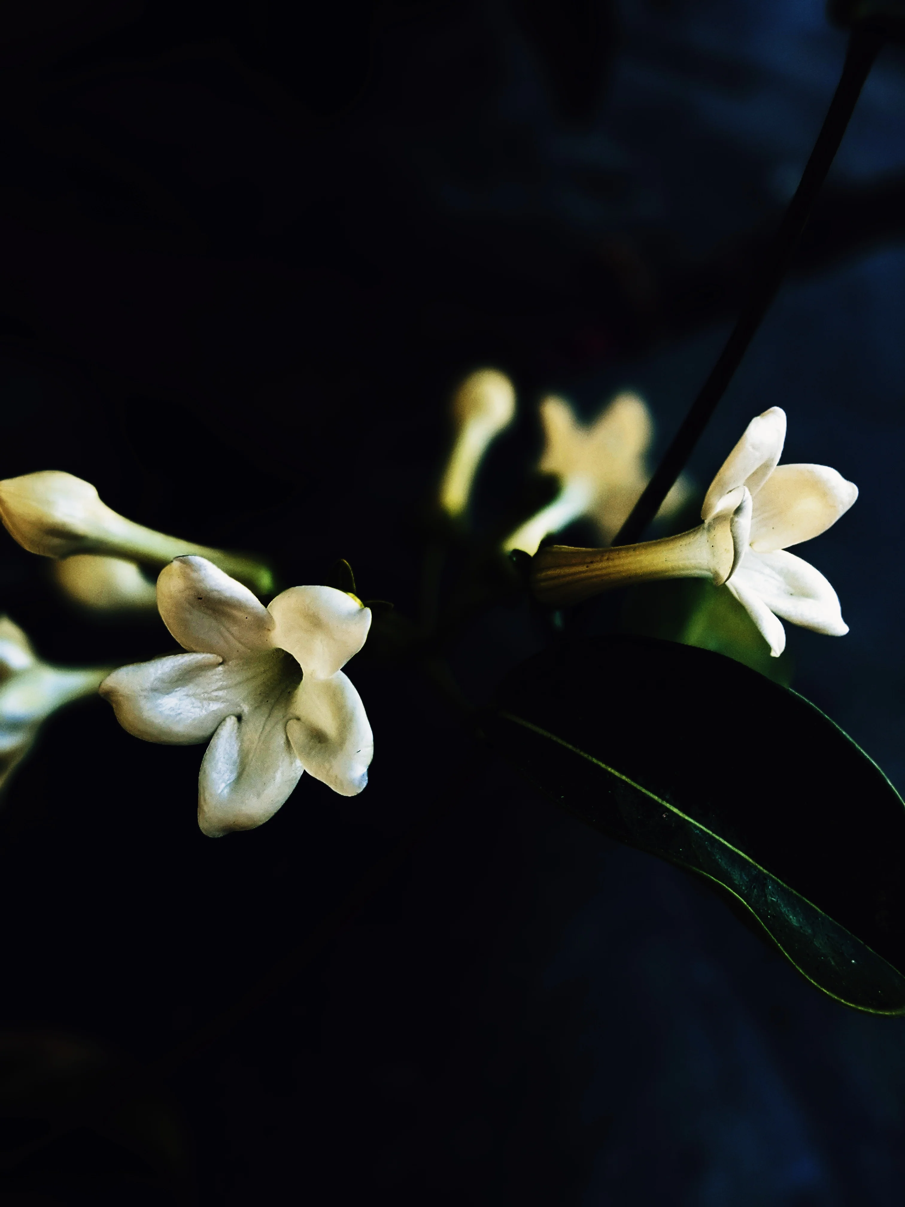 Waxflower Enfleurage. - Image 6