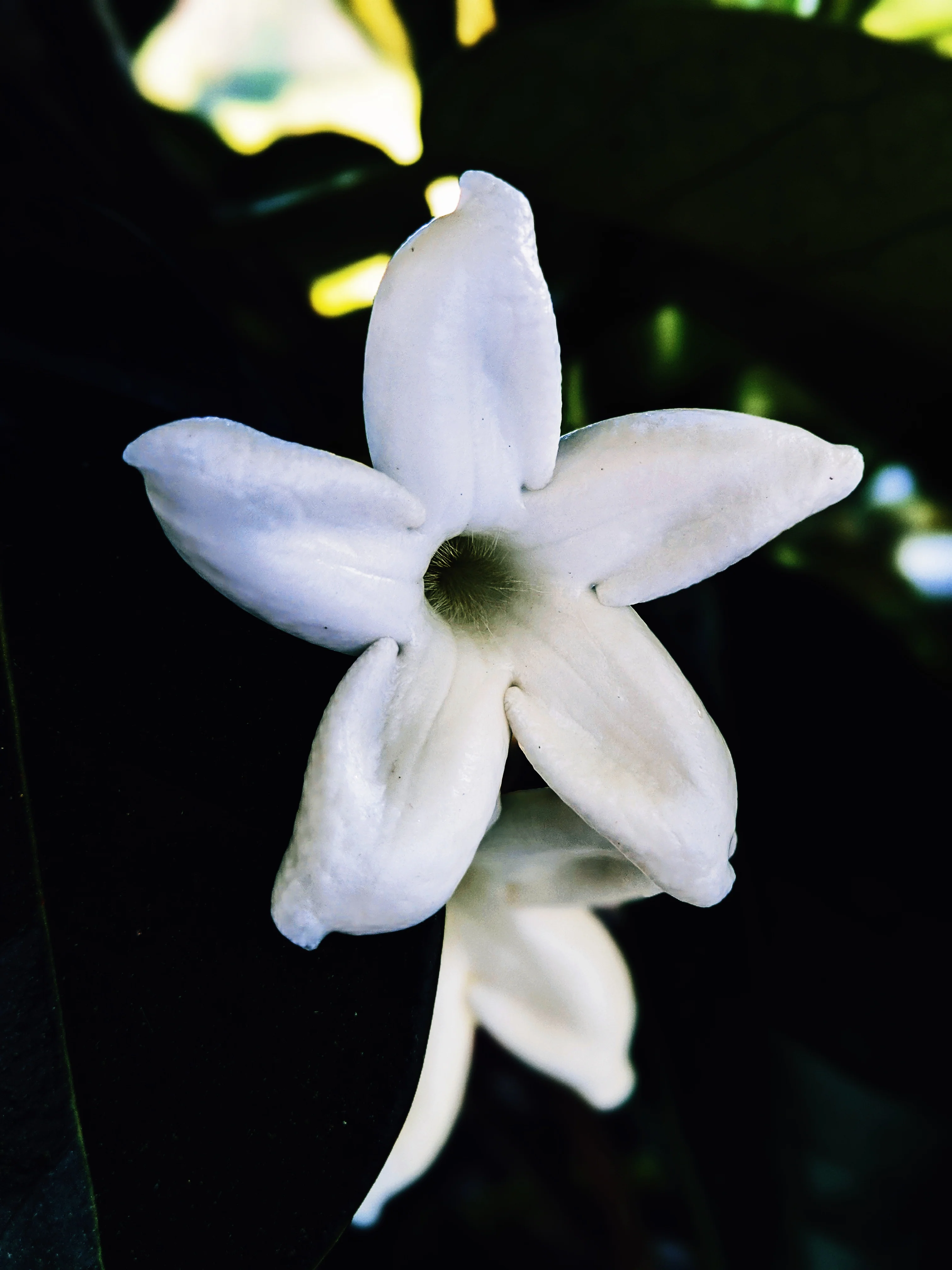 Waxflower Enfleurage. - Image 7