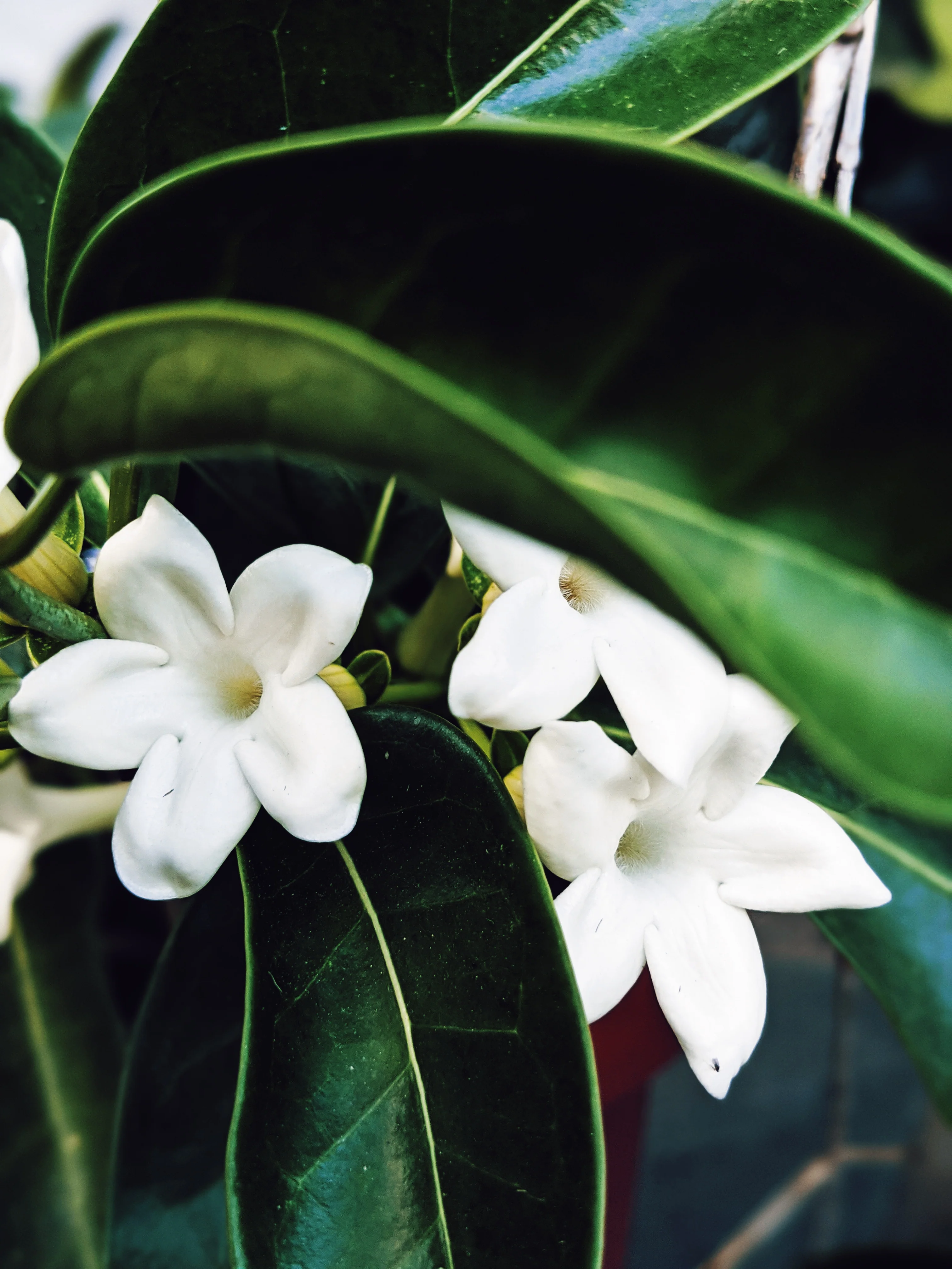 Waxflower Enfleurage. - Image 9