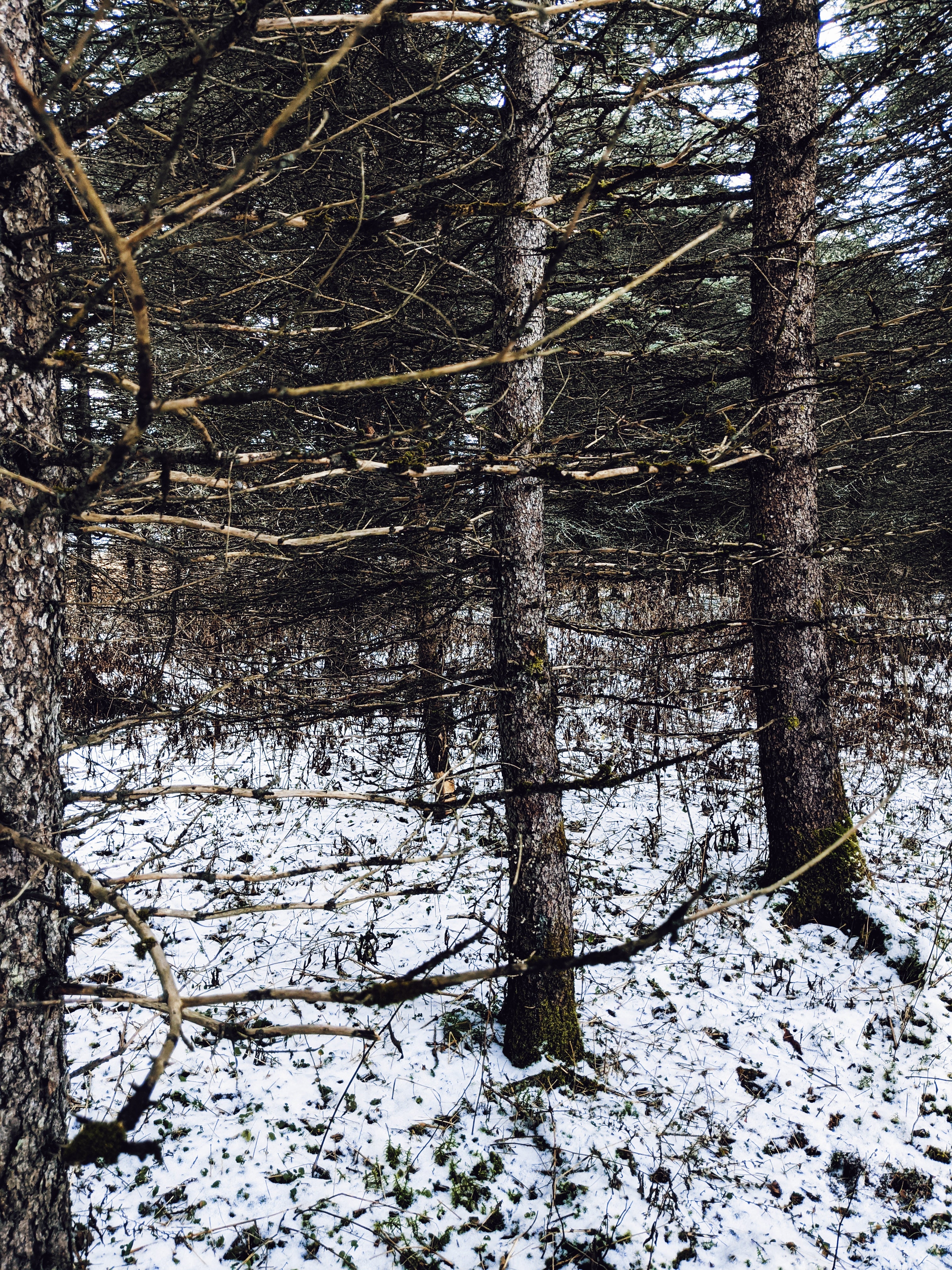 Wild Black Spruce Soliflore. Natural perfume from wild stands of Picea mariana in Vermont's taiga. August 2024 - Image 10