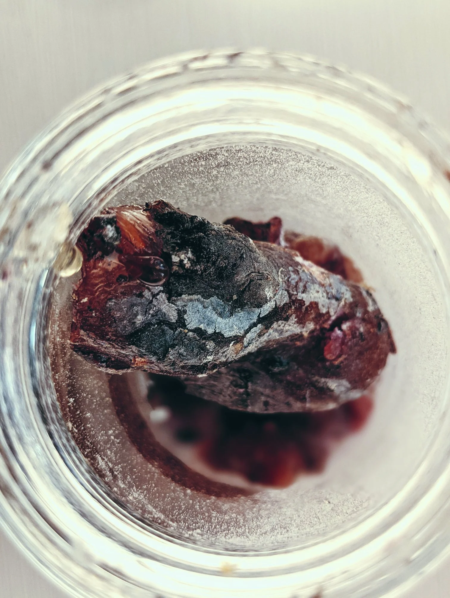 Wild Black Spruce Soliflore. Natural perfume from wild stands of Picea mariana in Vermont's taiga. August 2024 - Image 11
