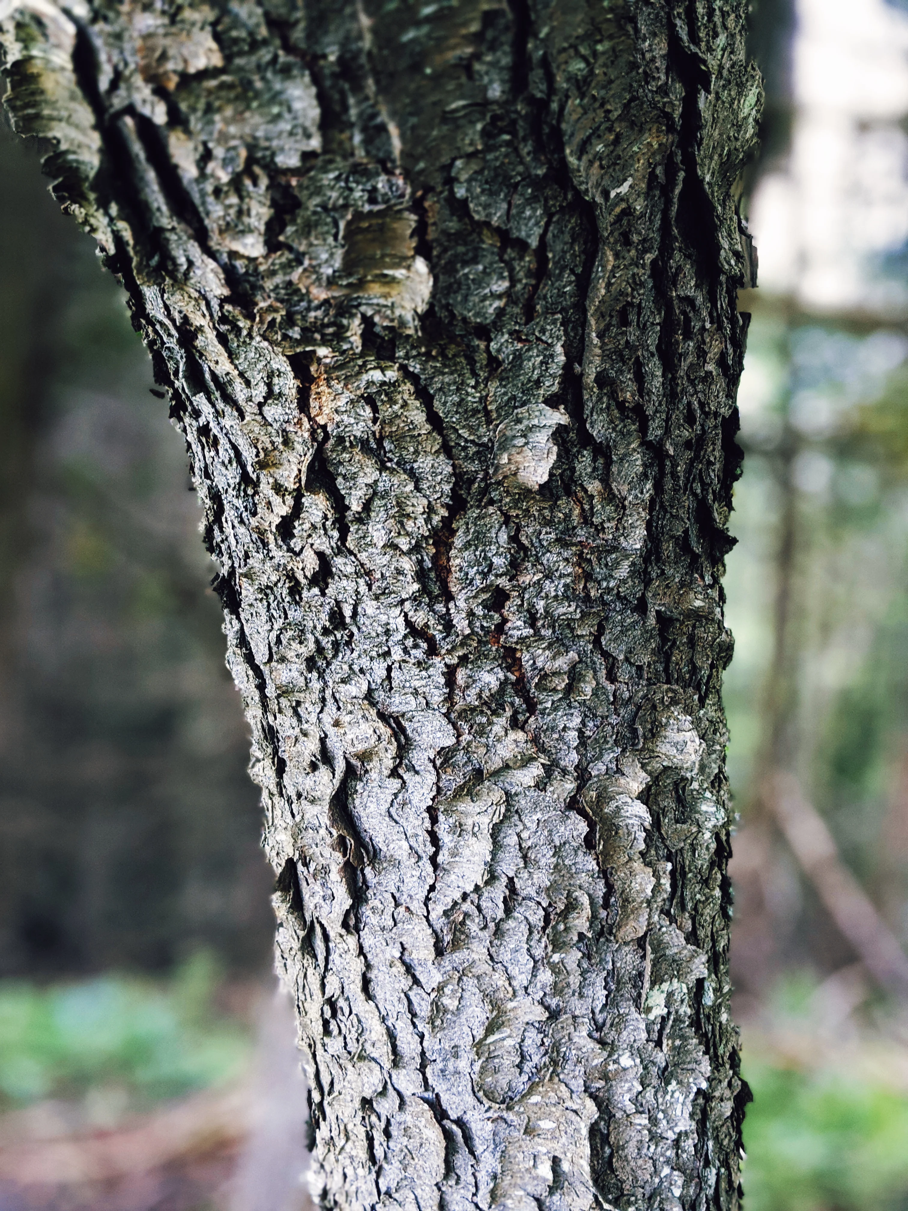 Wild Black Spruce Soliflore. Natural perfume from wild stands of Picea mariana in Vermont's taiga. August 2024 - Image 4