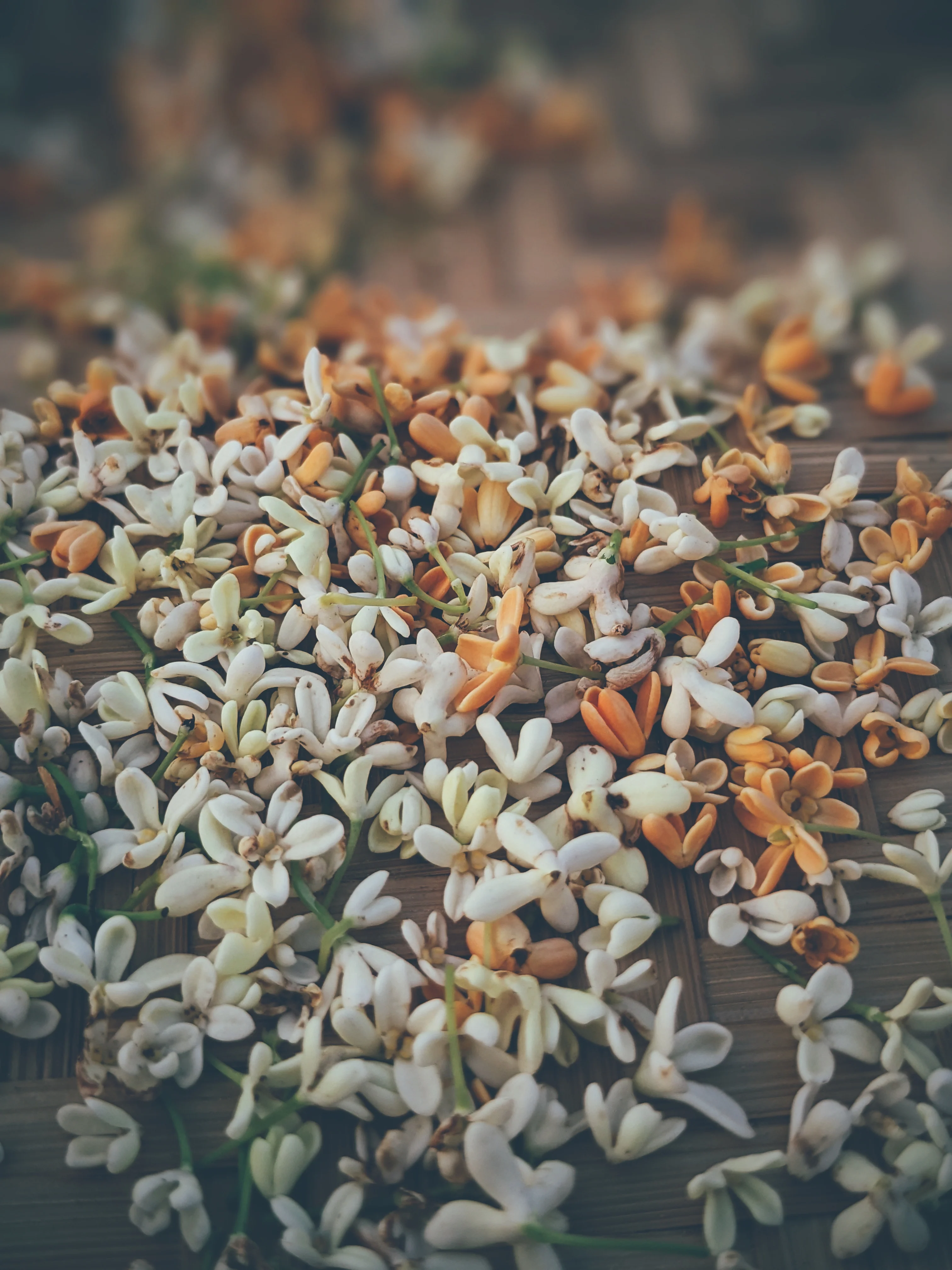 World ♄ natural perfume. petrichor. elemental aroma of earth. wet stone and fossils. May 2023 - Image 10