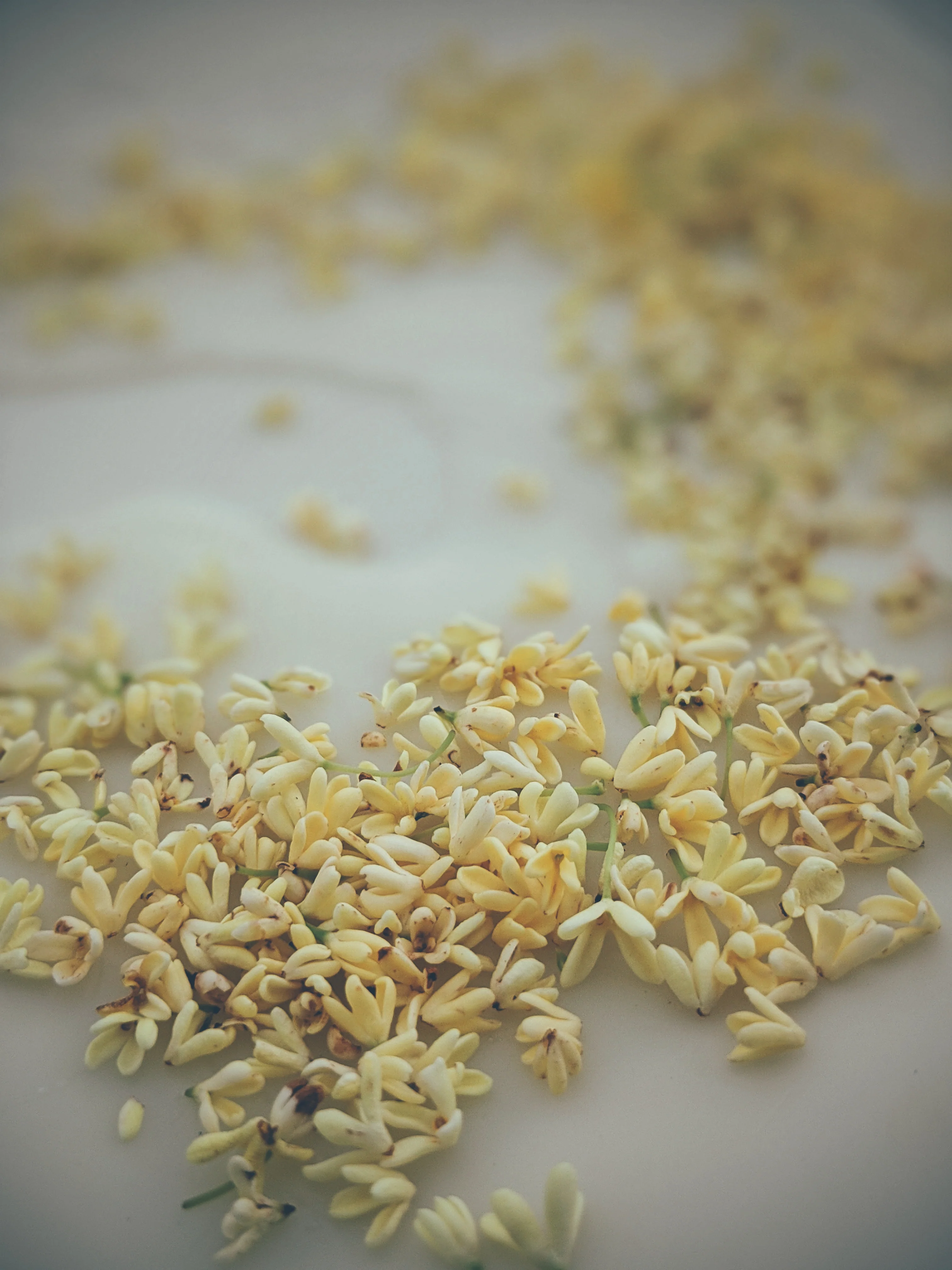 World ♄ natural perfume. petrichor. elemental aroma of earth. wet stone and fossils. May 2023 - Image 12