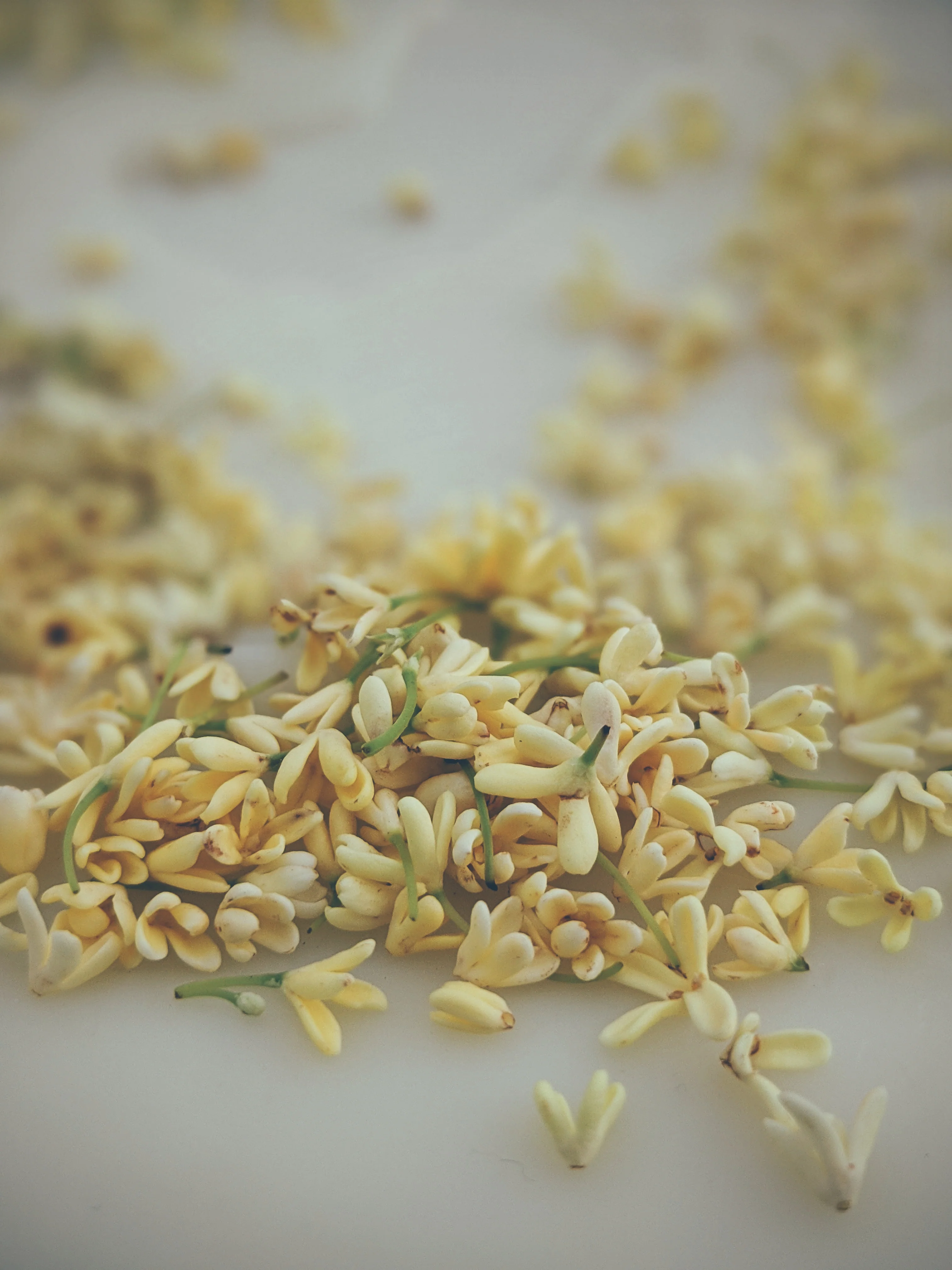 World ♄ natural perfume. petrichor. elemental aroma of earth. wet stone and fossils. May 2023 - Image 16