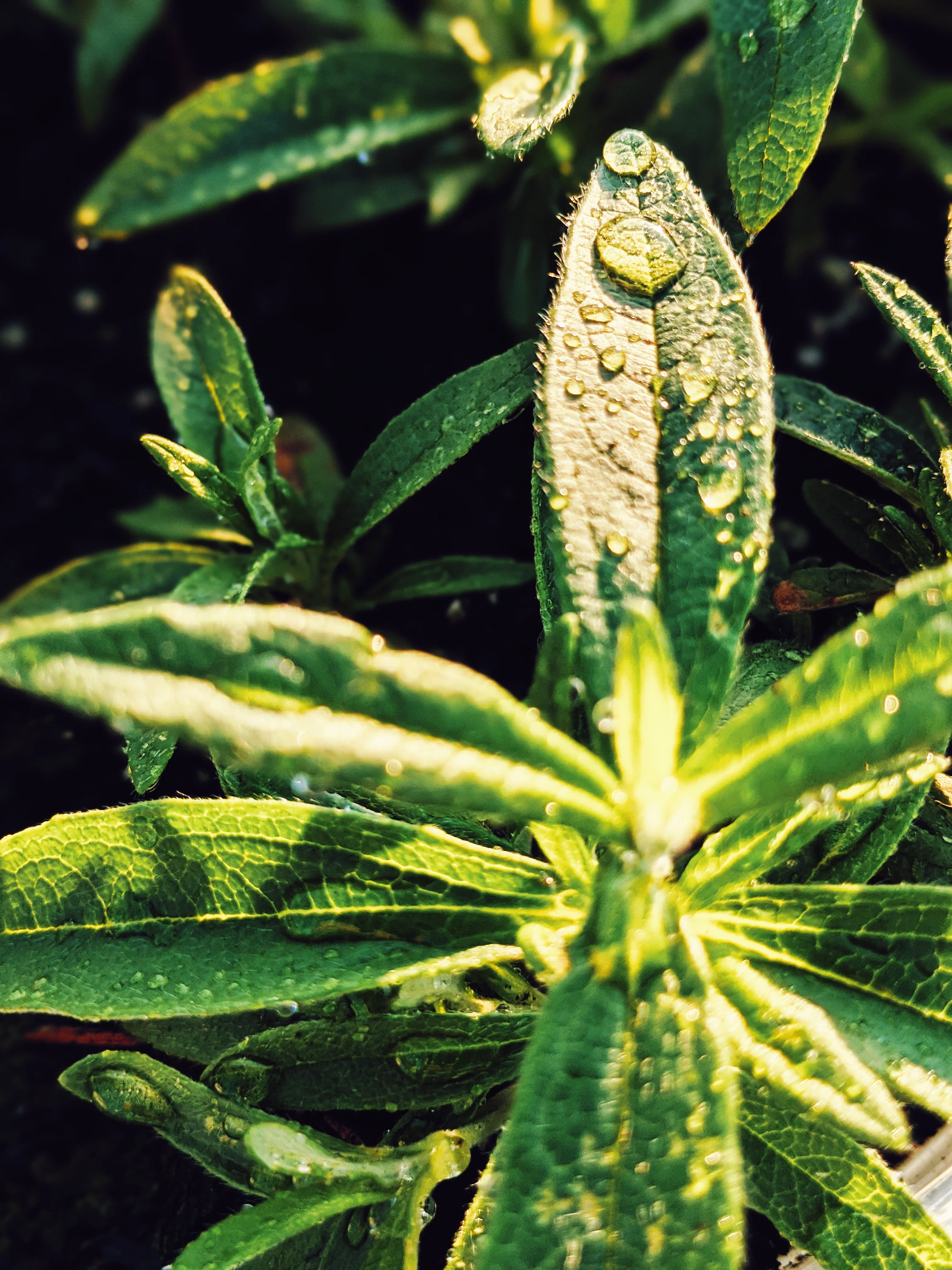 World ♄ natural perfume. petrichor. elemental aroma of earth. wet stone and fossils. May 2023 - Image 5